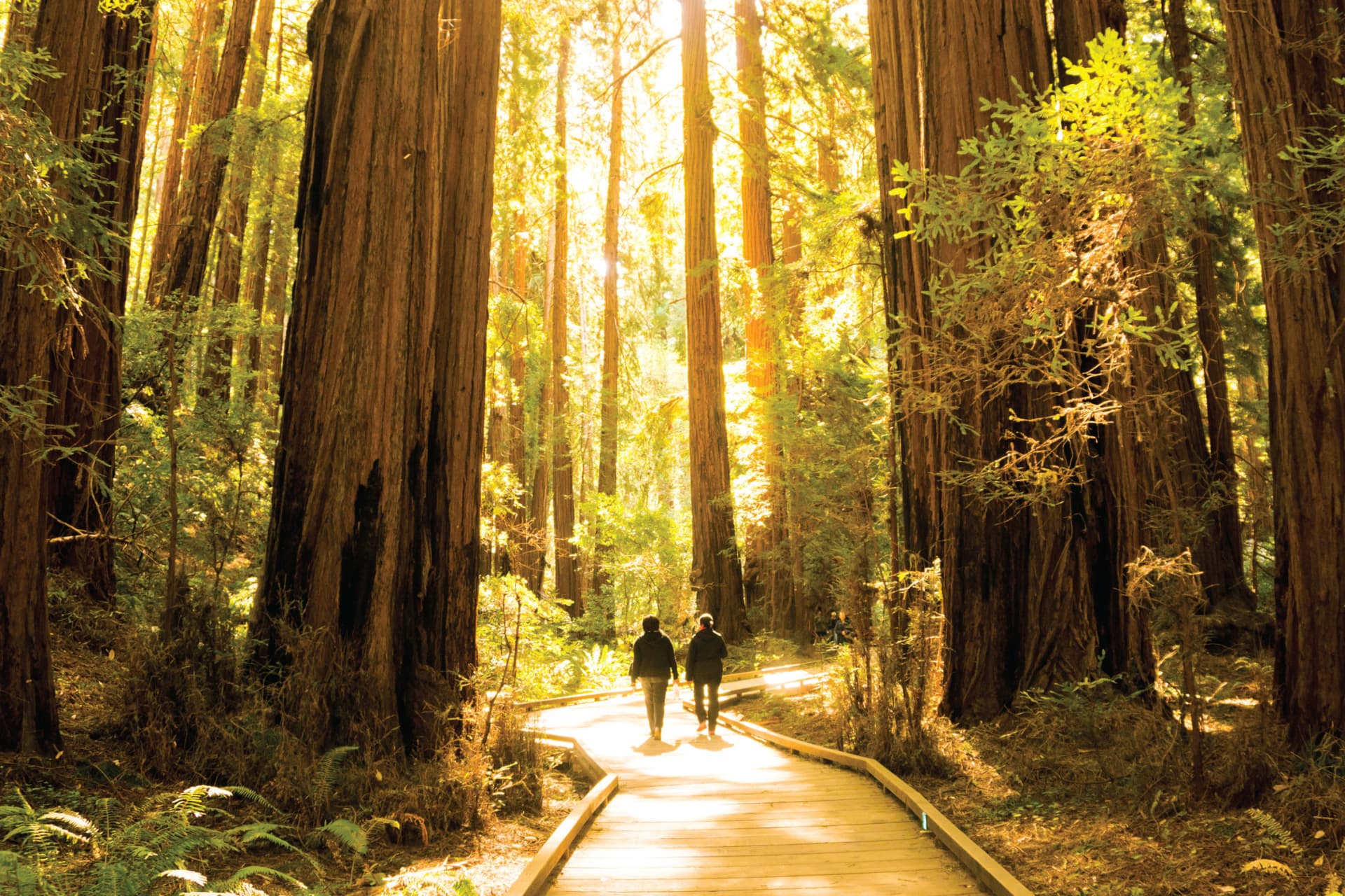 San Francisco Woods & Wine Country Full-Day Tour - სურათი 7