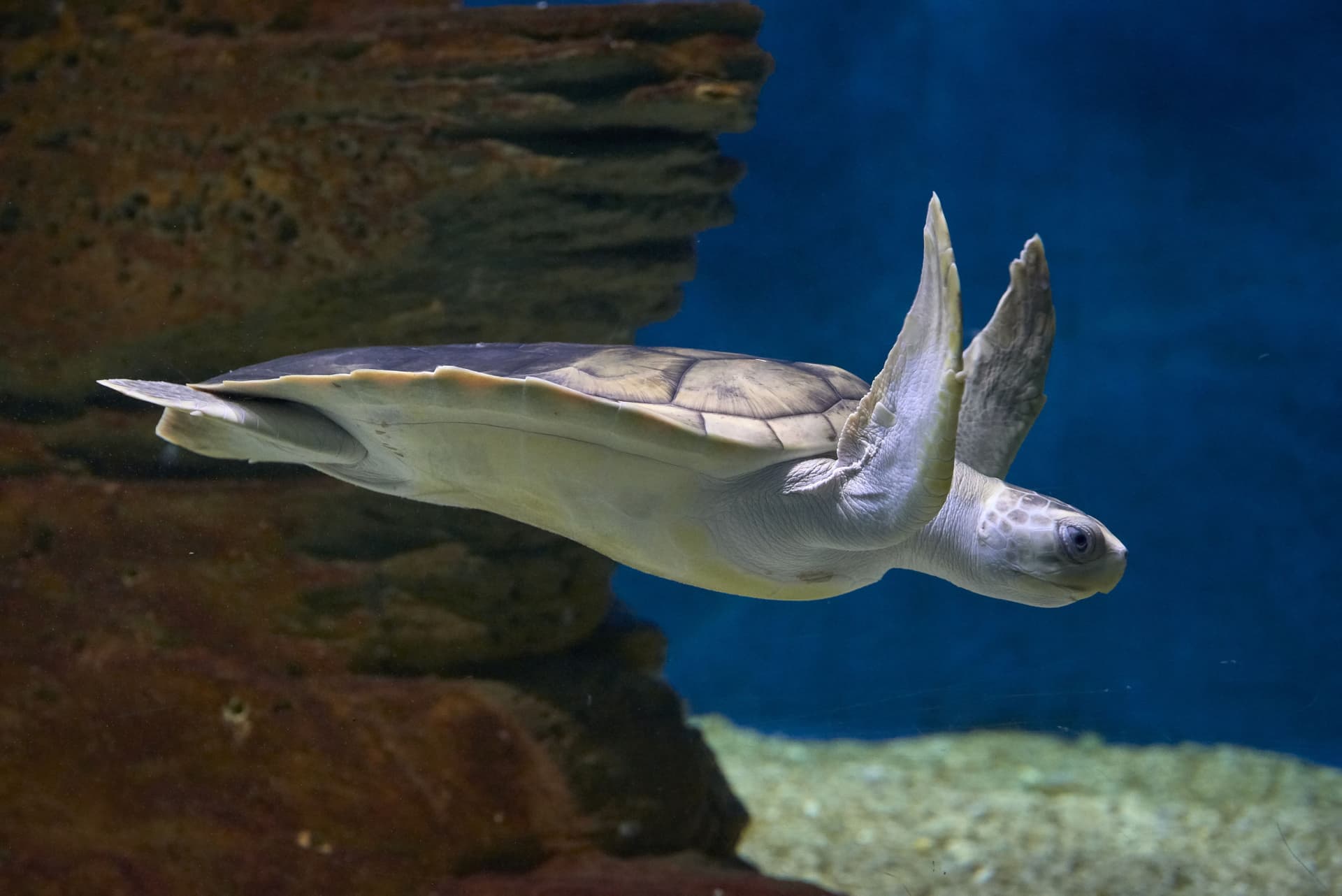 SEA LIFE Melbourne Aquarium Direct Entry Ticket - სურათი 5