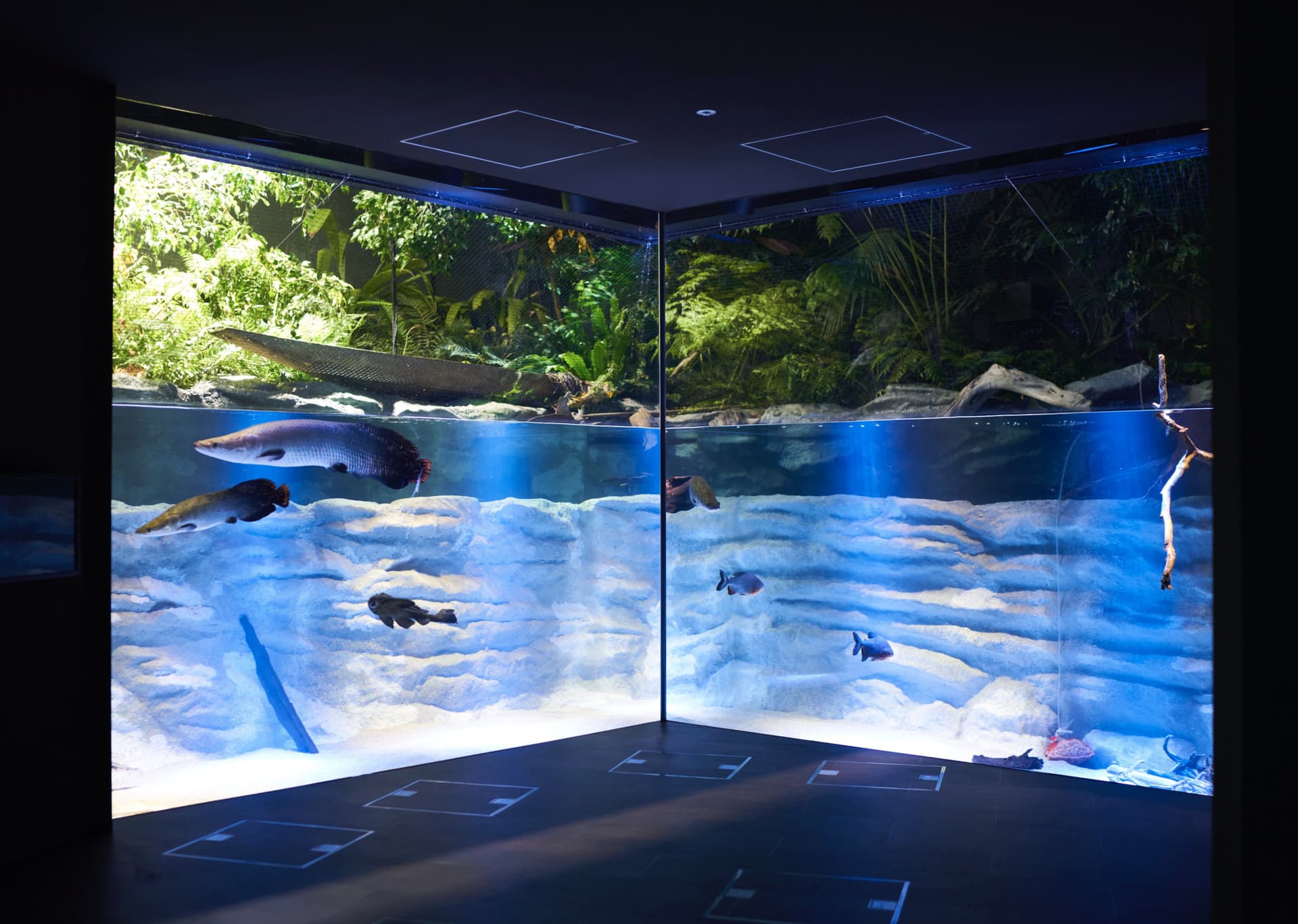 Kawasaki Aquarium Ticket - მთავარი სურათი