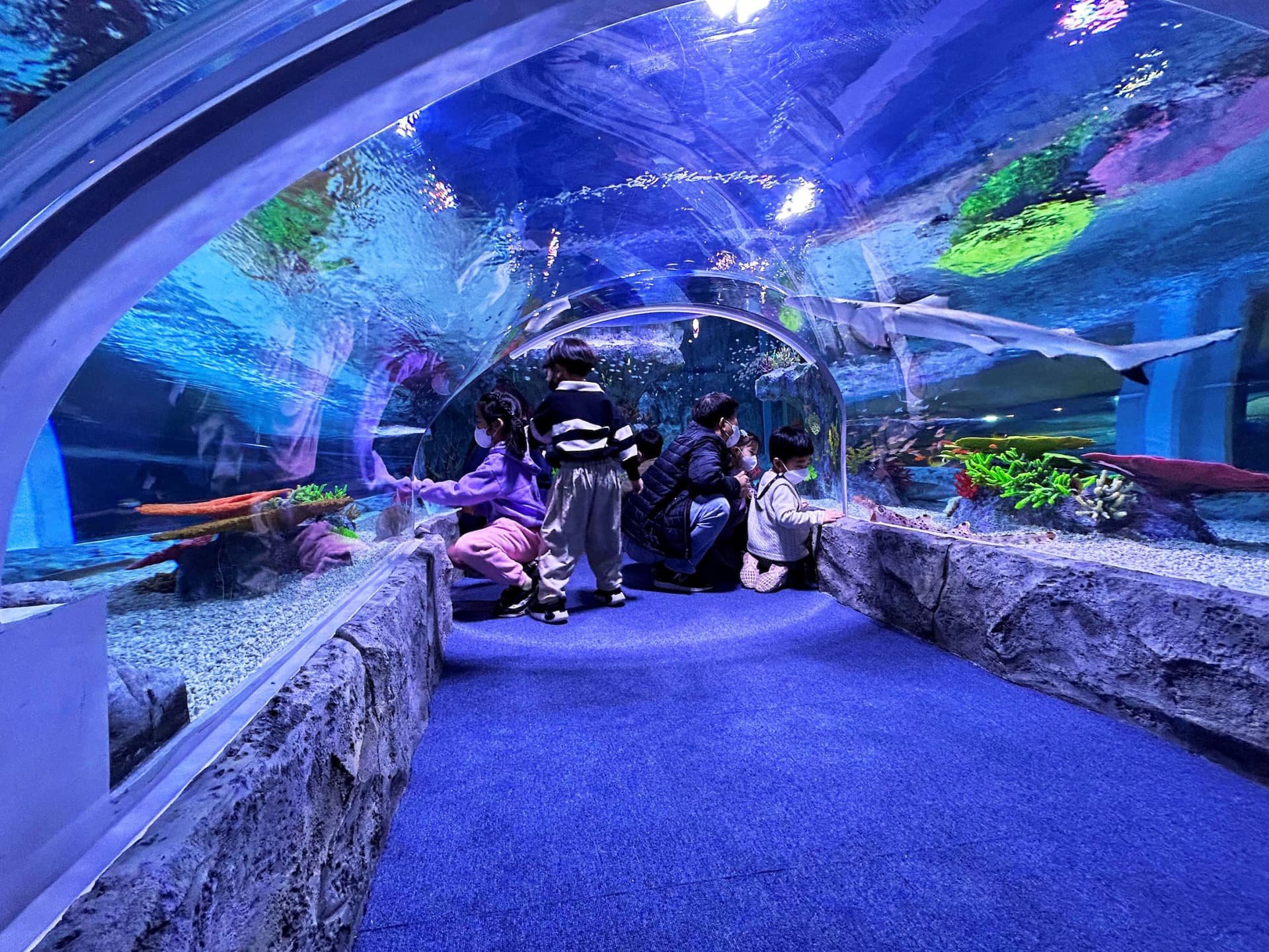 SEA LIFE Busan Aquarium Ticket - სურათი 3