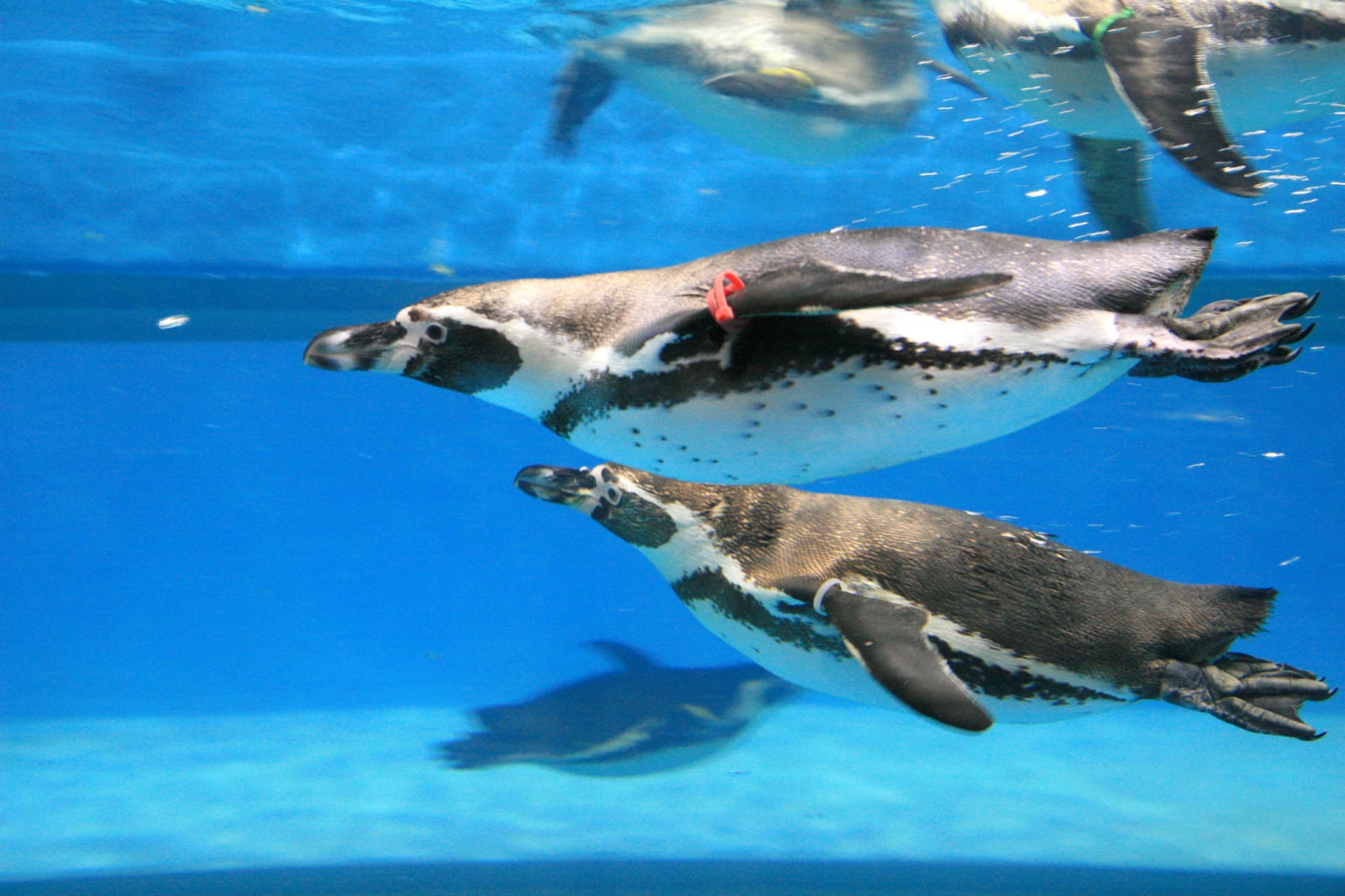 SEA LIFE COEX, Seoul Aquarium Ticket - სურათი 15