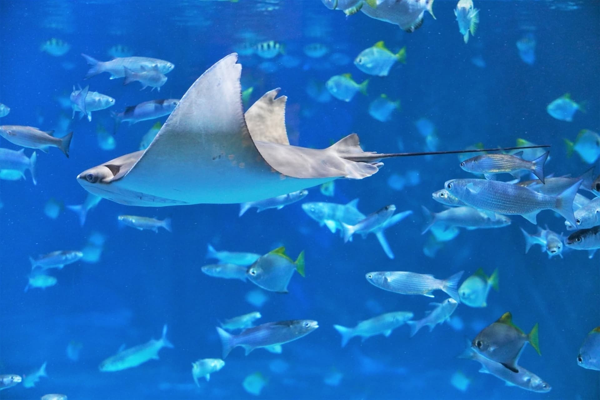 Aquaria Phuket - სურათი 16