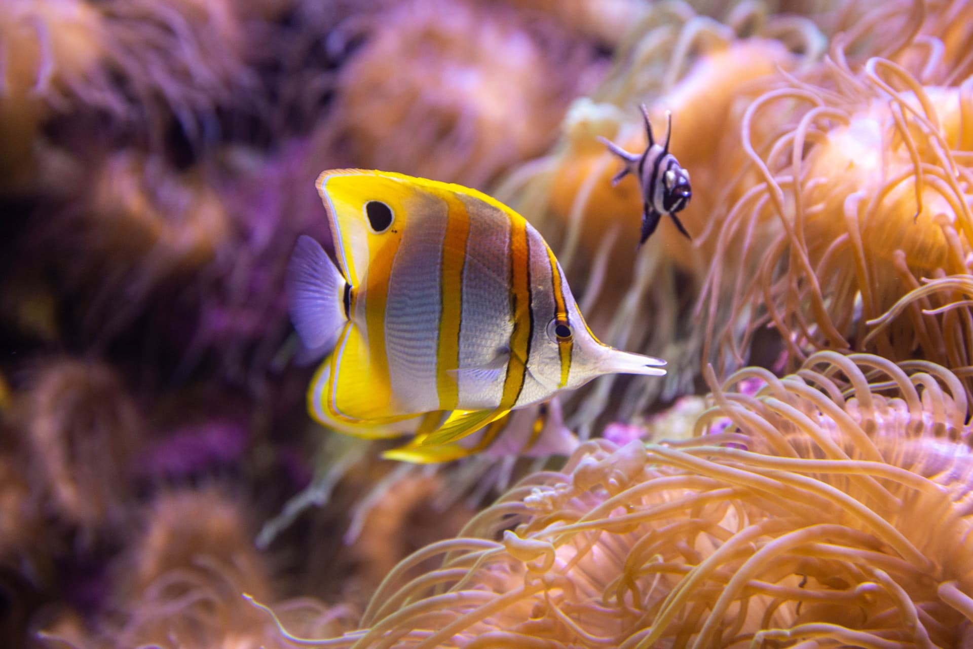 SEA LIFE Sydney Aquarium Direct Entry Ticket - სურათი 5