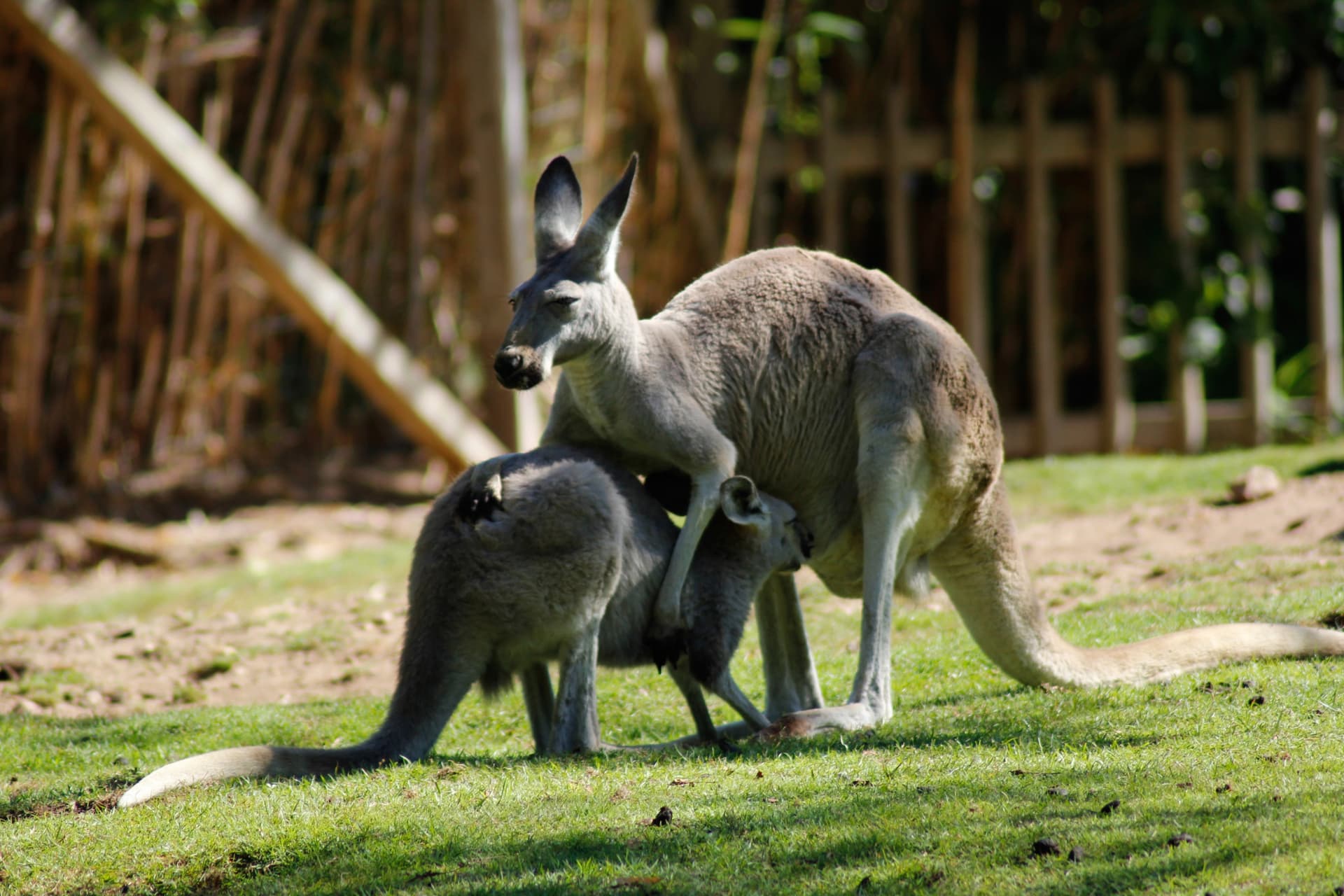 Richmond Village and Bonorong Wildlife Sanctuary Tour - სურათი 15