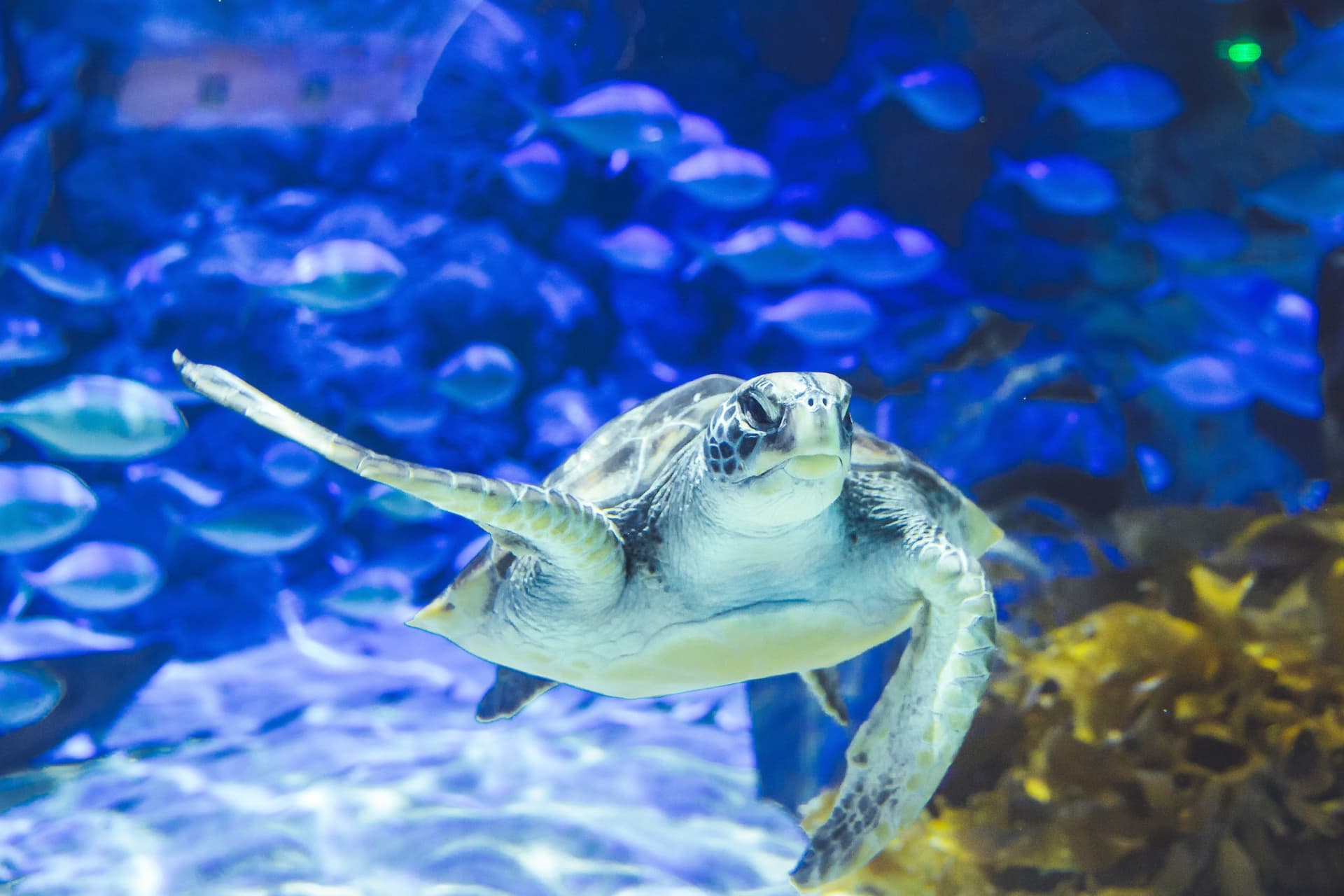 SEA LIFE Kelly Tarlton's Aquarium Ticket - სურათი 3