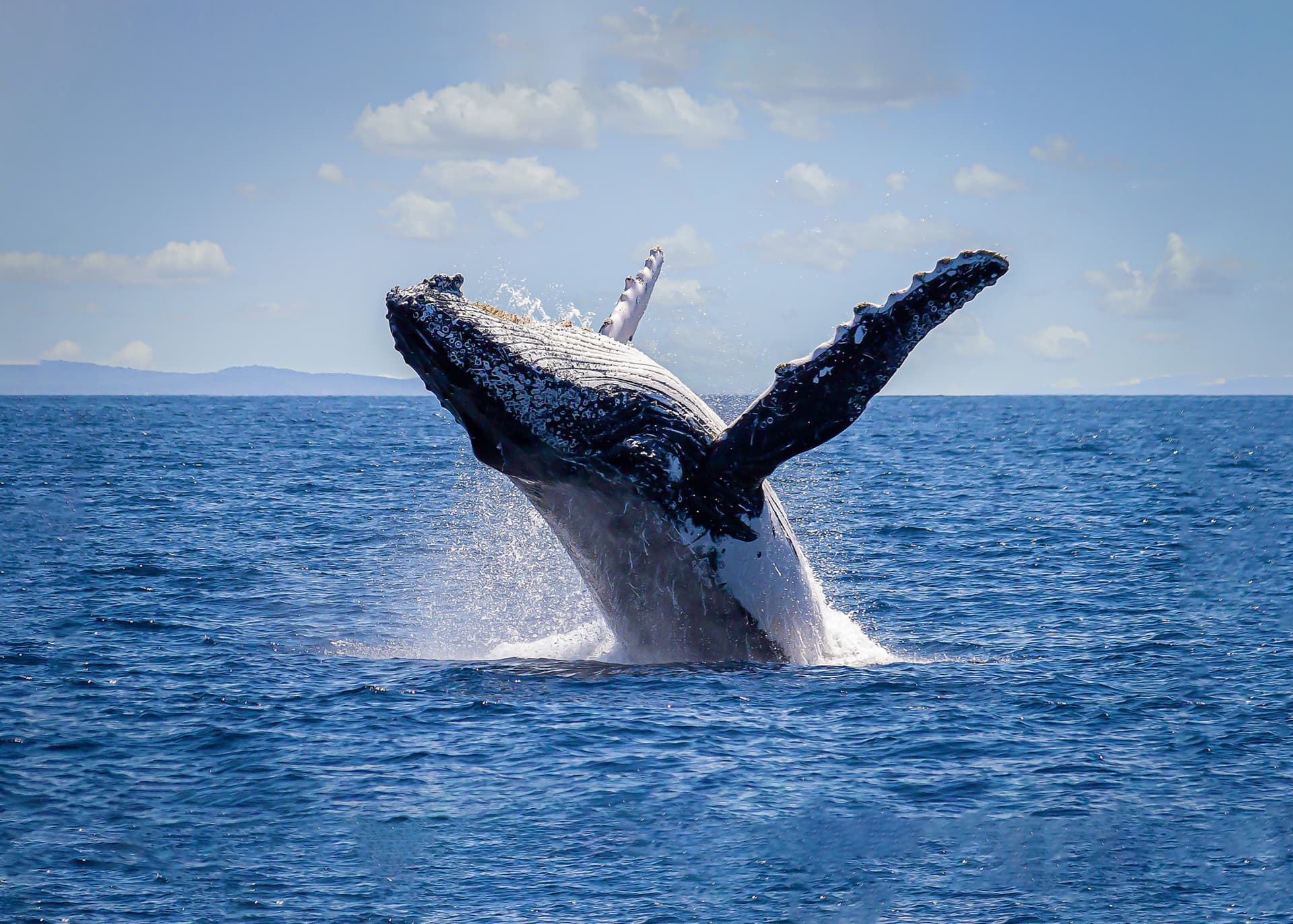 Sydney Harbour Whale Watching Cruise aboard Captain Cook Cruises - მთავარი სურათი