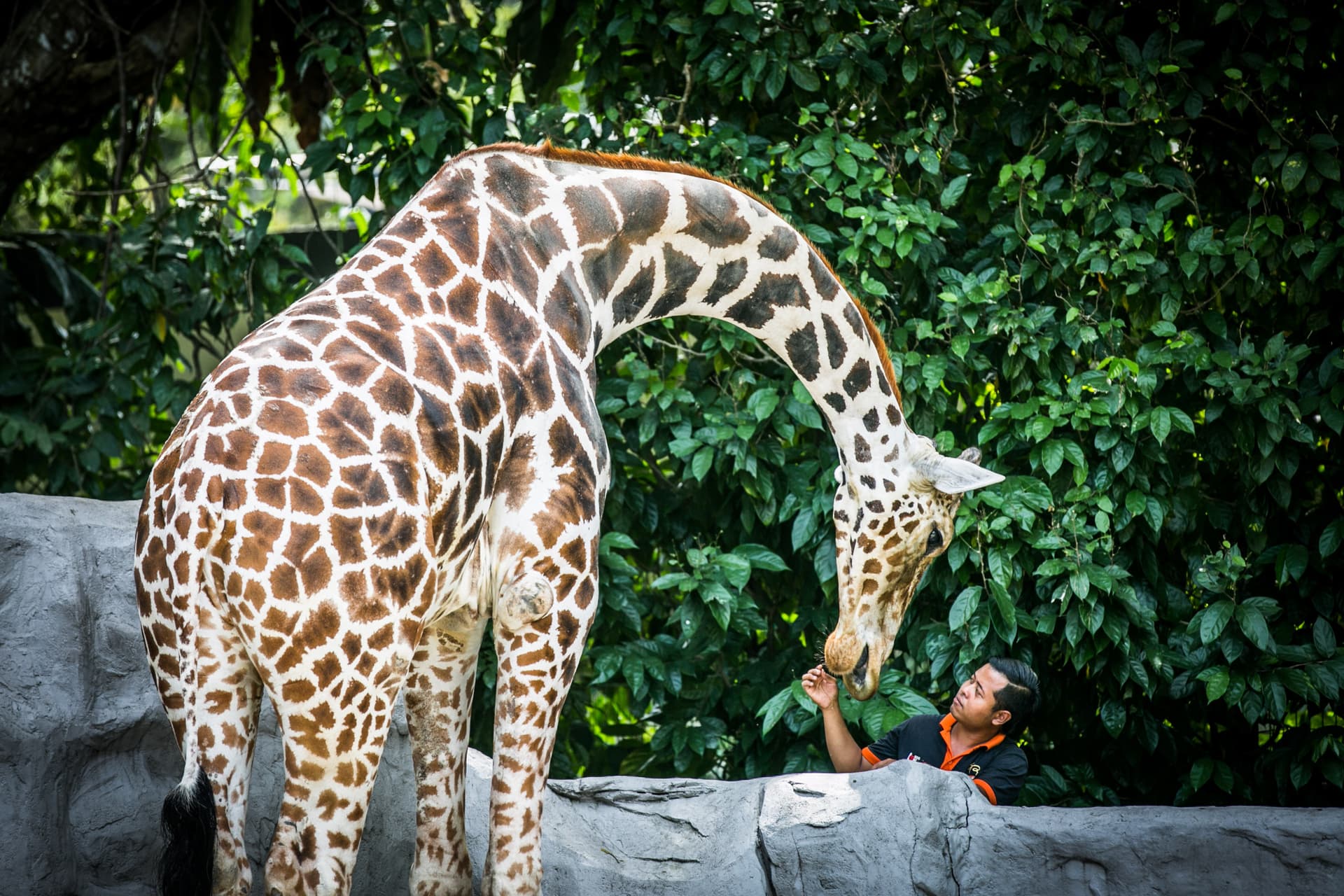 Zoo Negara Malaysia & Panda Conservation Centre Ticket - მთავარი სურათი