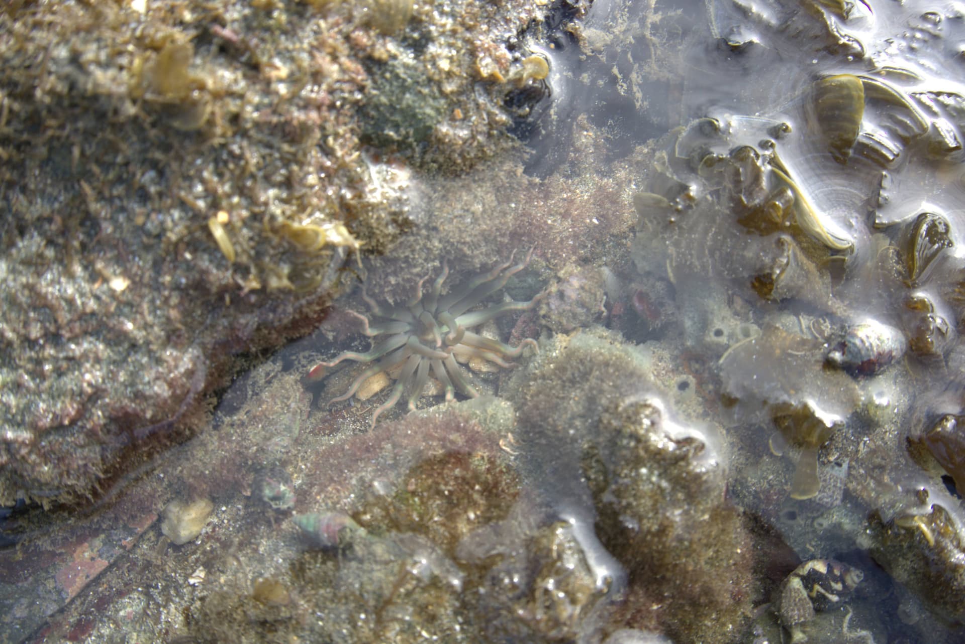 Desaru Beach and Tide Pool Walk - სურათი 35