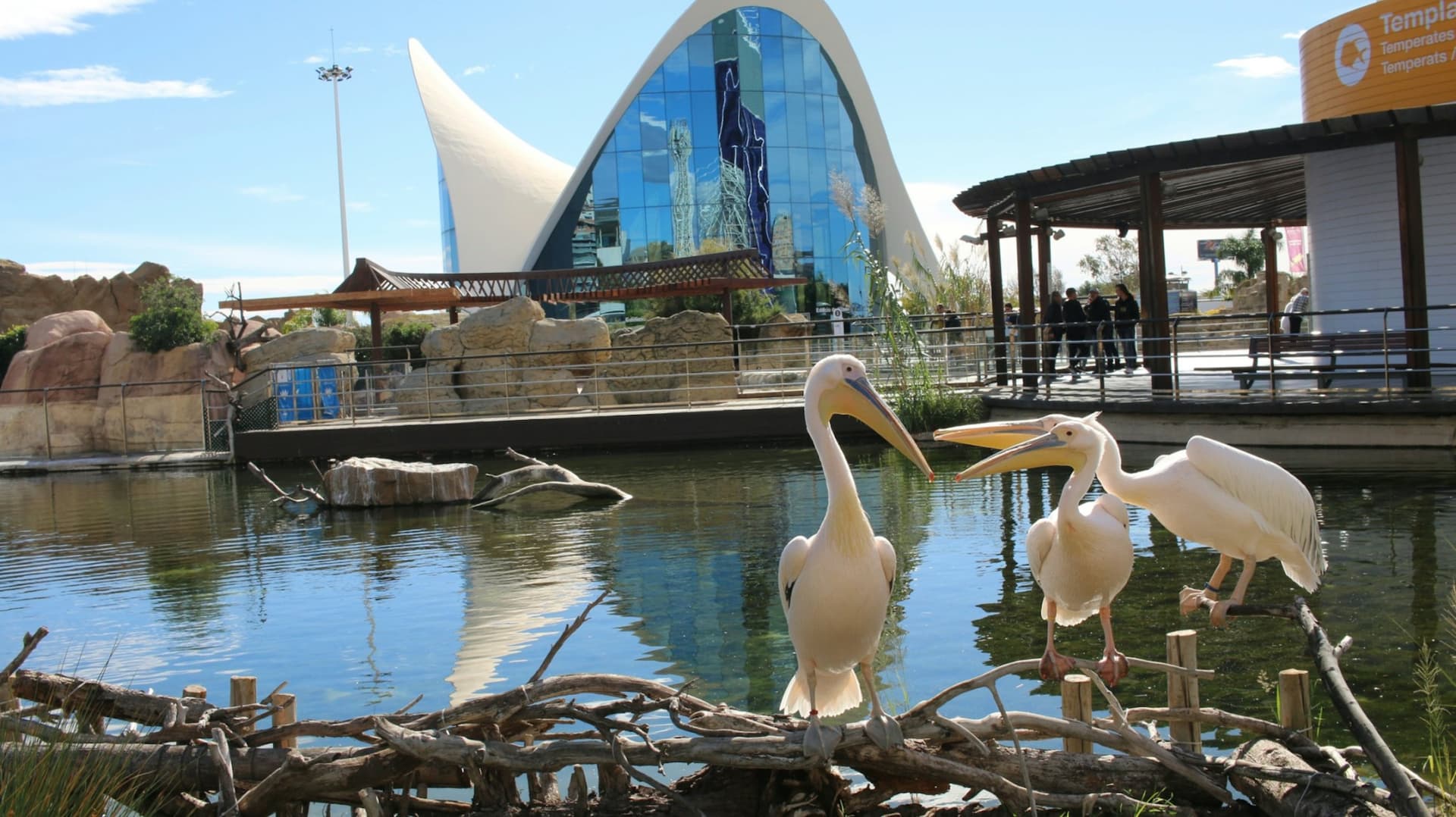 Oceanogràfic de Valencia Ticket - სურათი 6