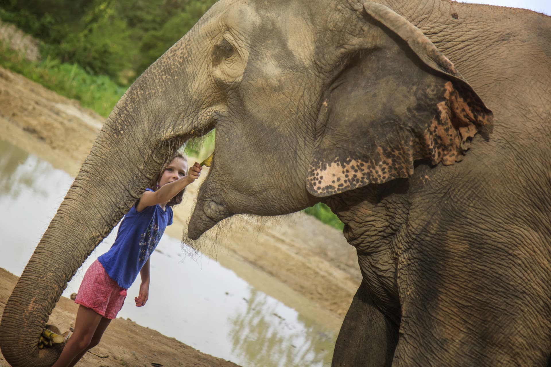 Elephant Jungle Sanctuary Pattaya - სურათი 5