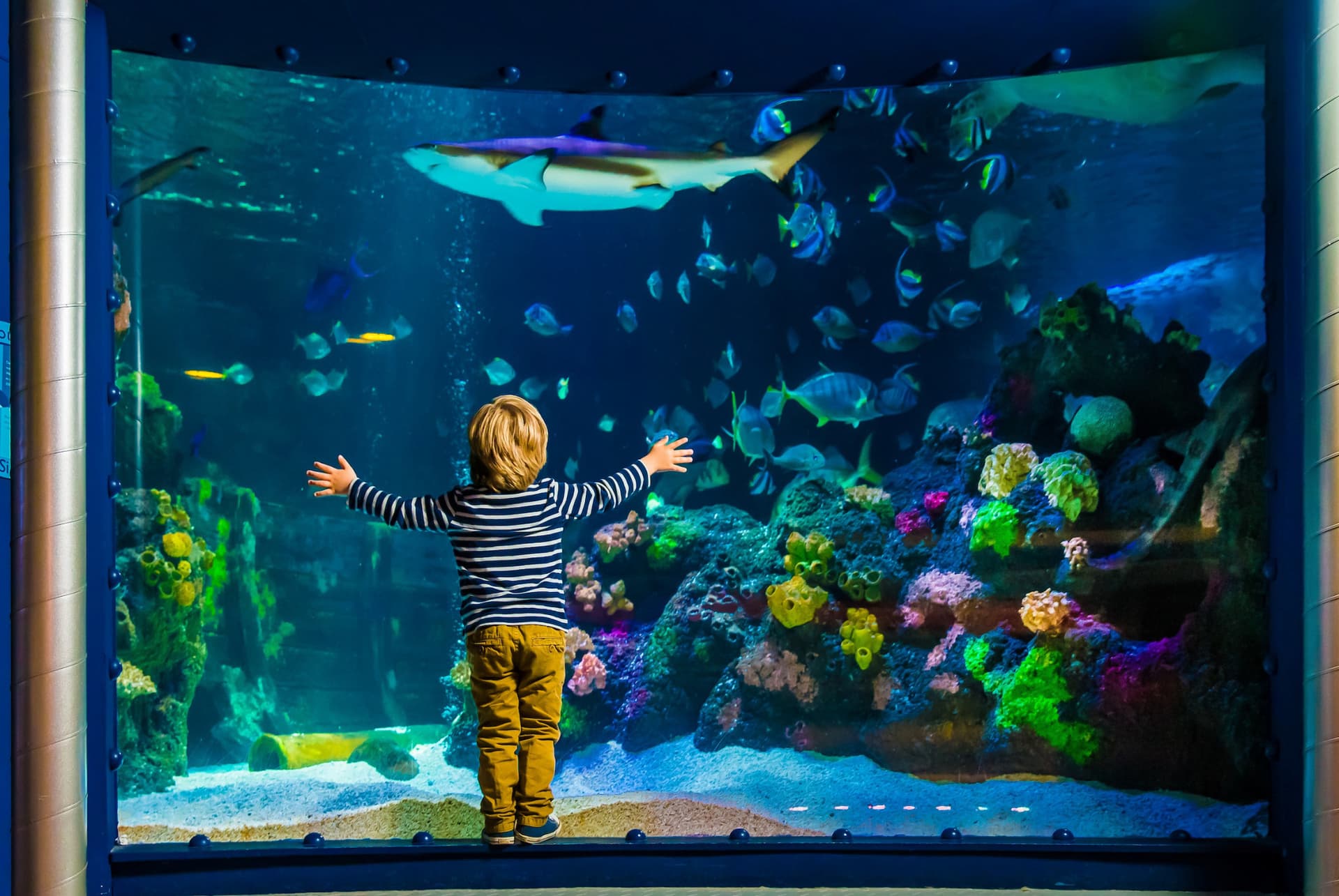 SEA LIFE Timmendorfer Strand Aquarium Ticket - სურათი 11