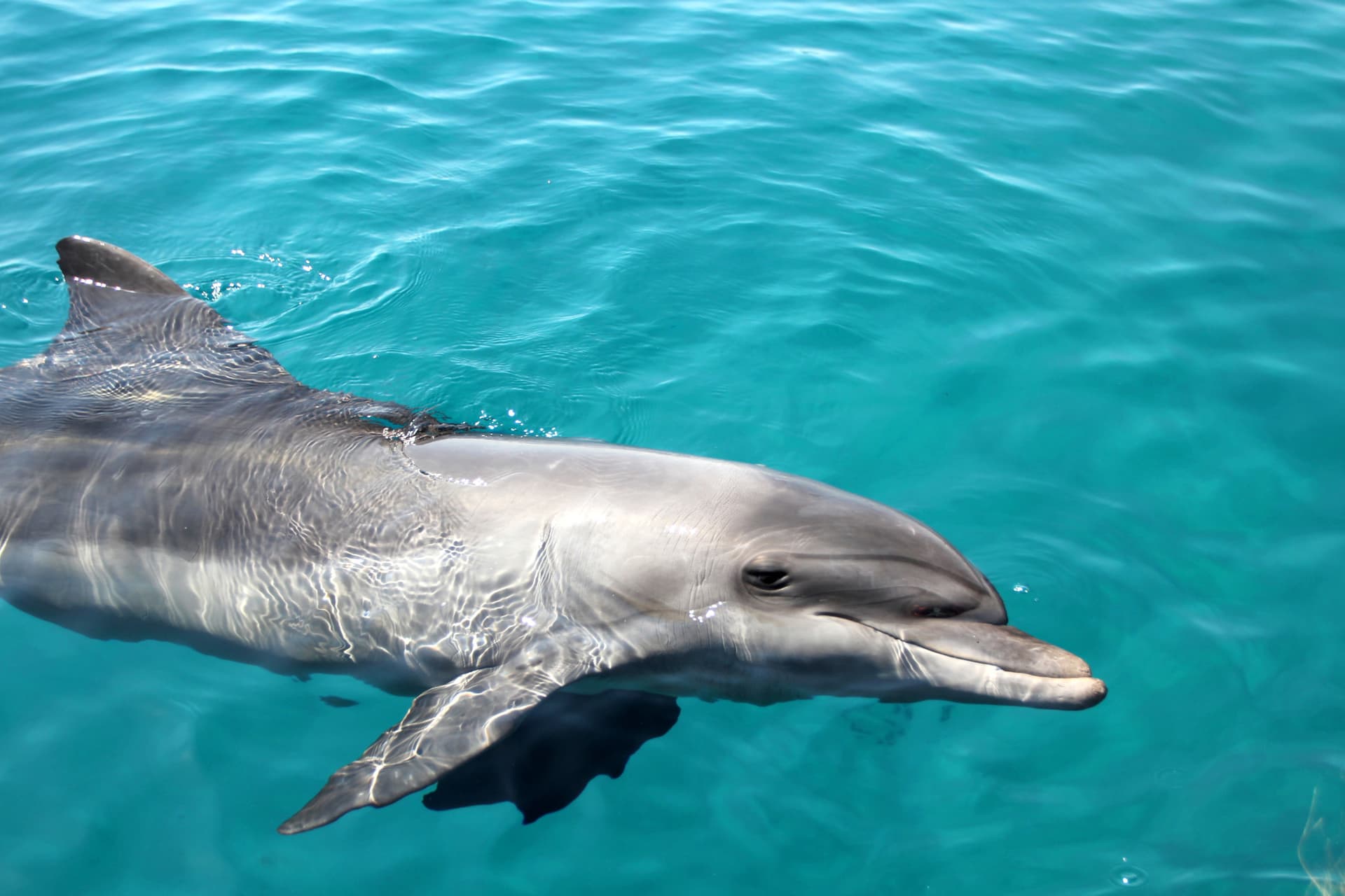 Tangalooma Wrecks & Dolphin Cruise Optional Round transfer from Brisbane City and Gold Coast - სურათი 13