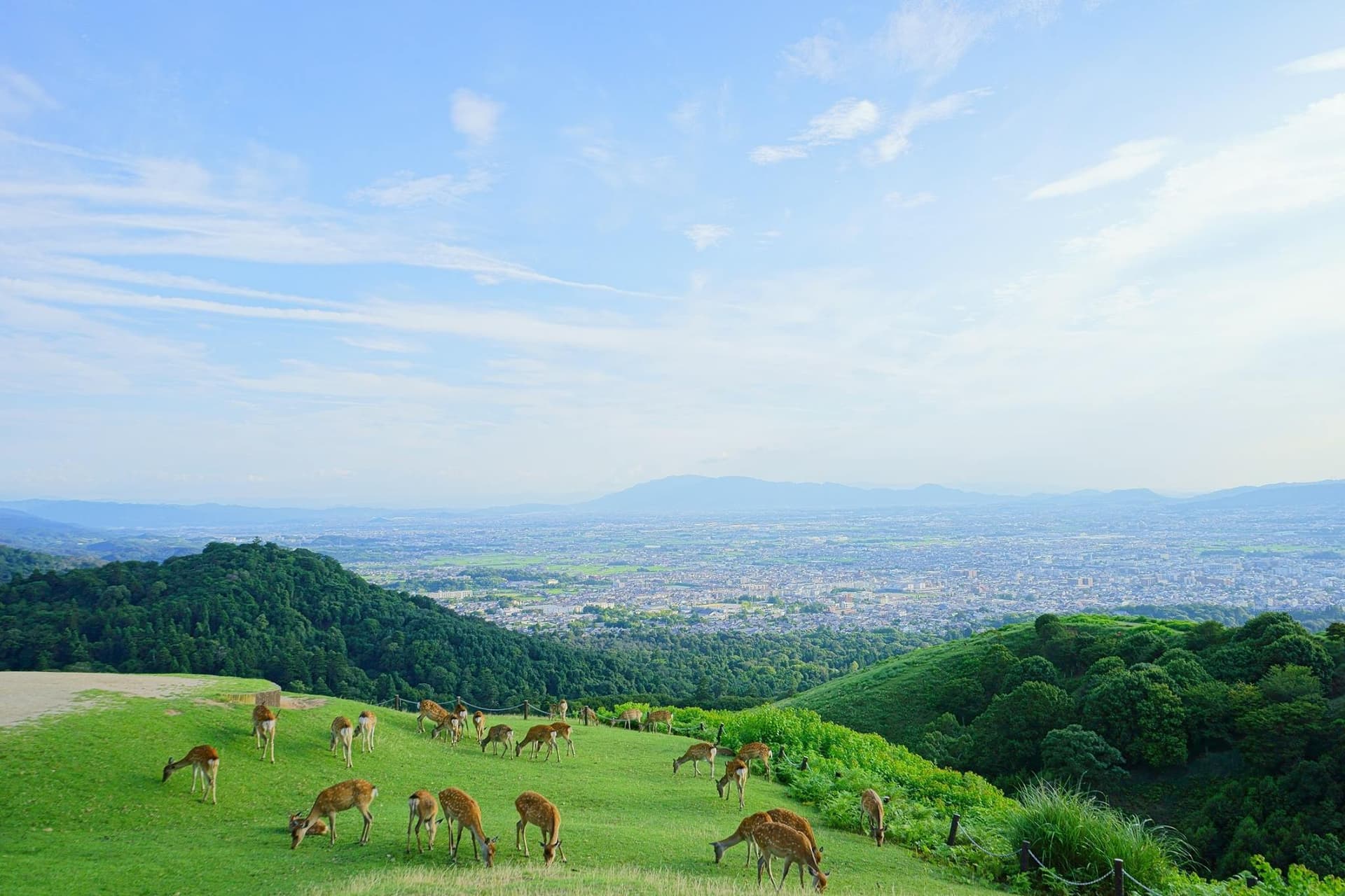 Kyoto and Nara Full-Day Tour from Kyoto - სურათი 4