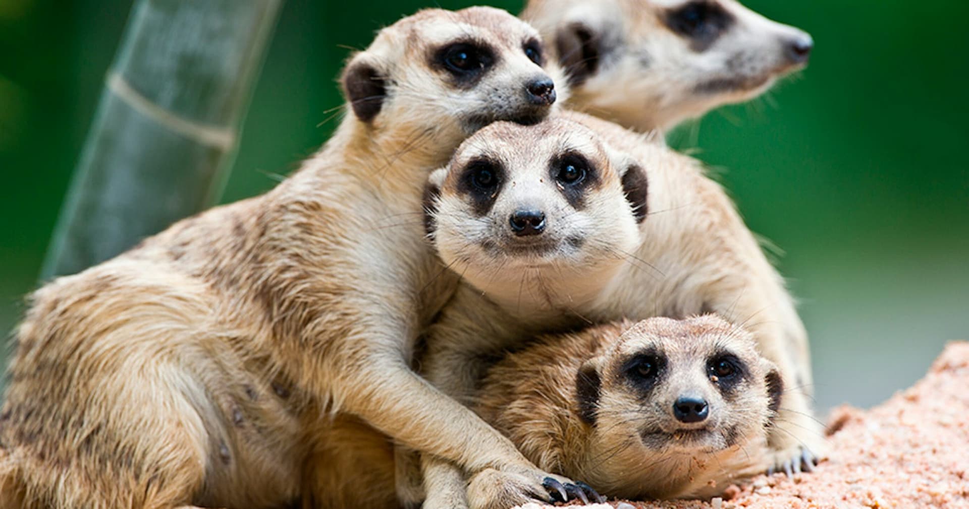 Terra Natura Murcia Ticket - მთავარი სურათი