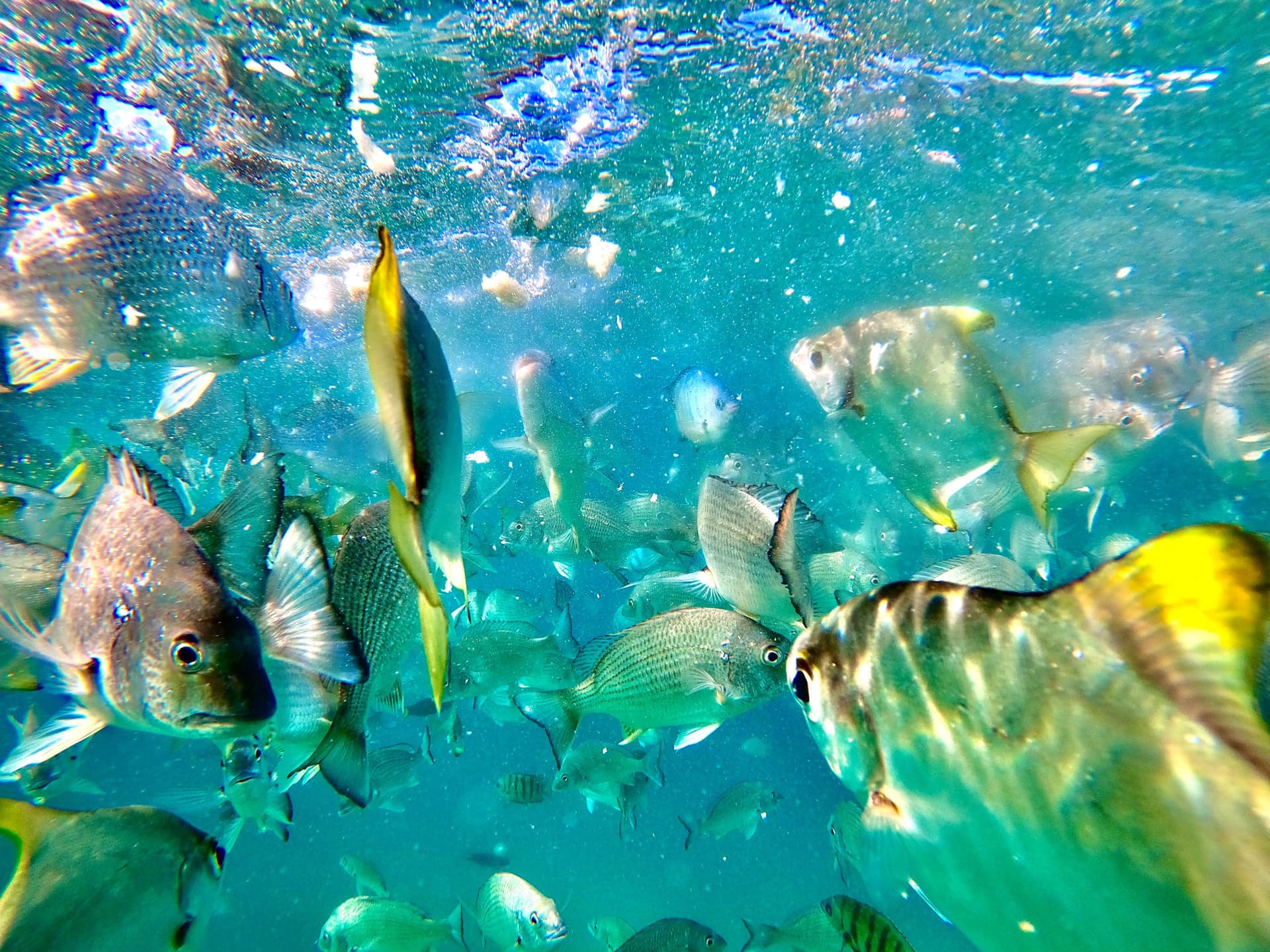 Moreton Island 1-Day Adventure Tour with Kayaking and Sandboarding - სურათი 15