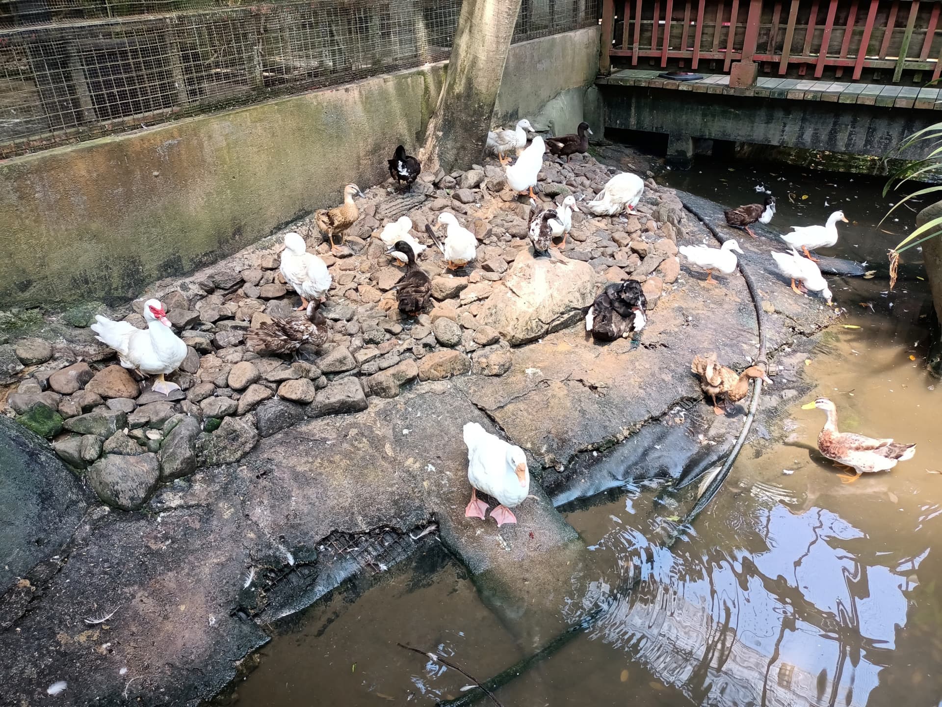 Langkawi Wildlife Park - სურათი 12