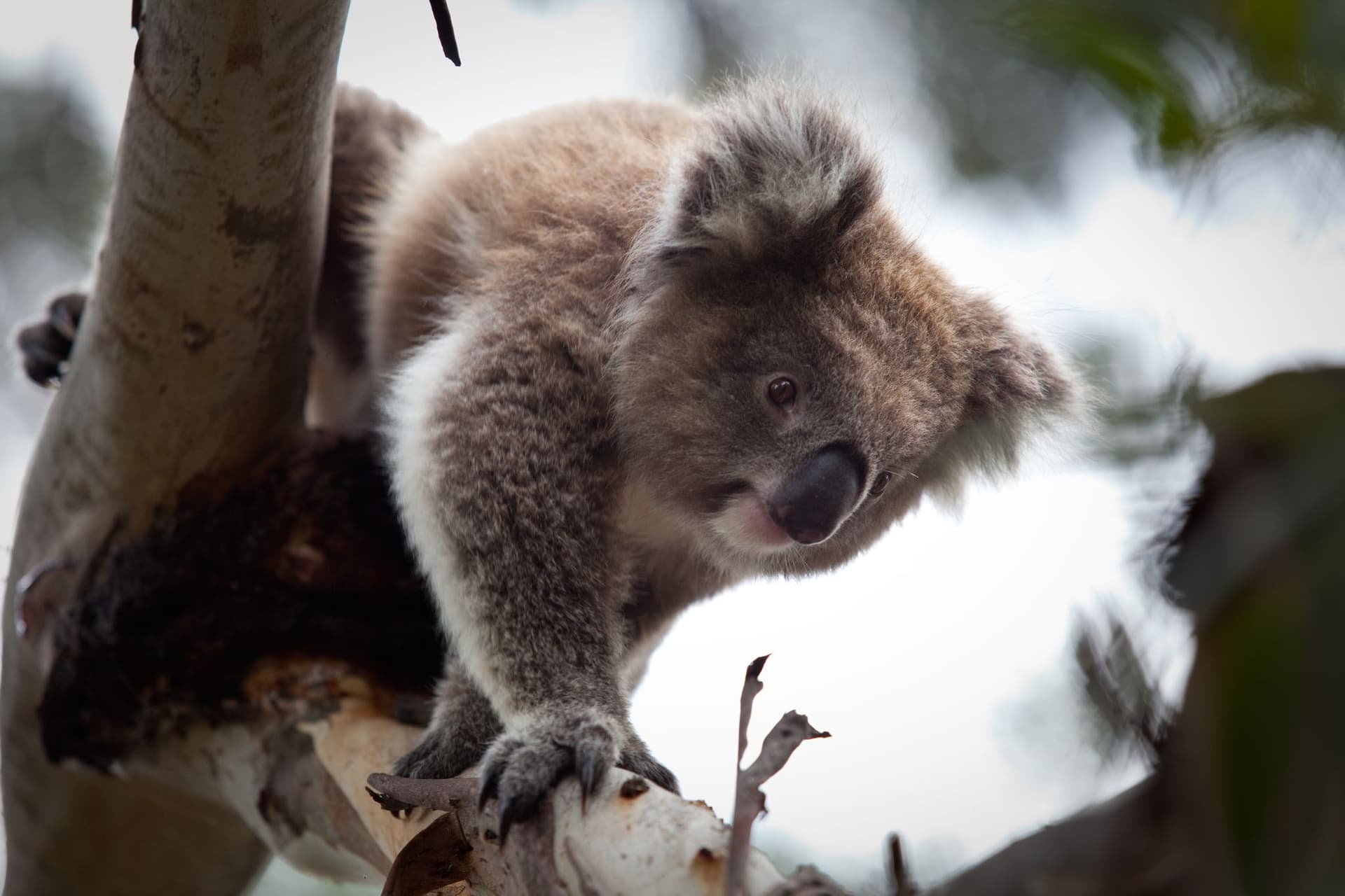 Phillip Island Nature Parks - Koala Conservation Reserve Ticket - სურათი 2
