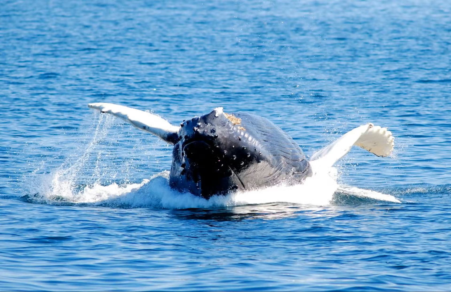 Boston Harbor Whale Watch Cruise - სურათი 6