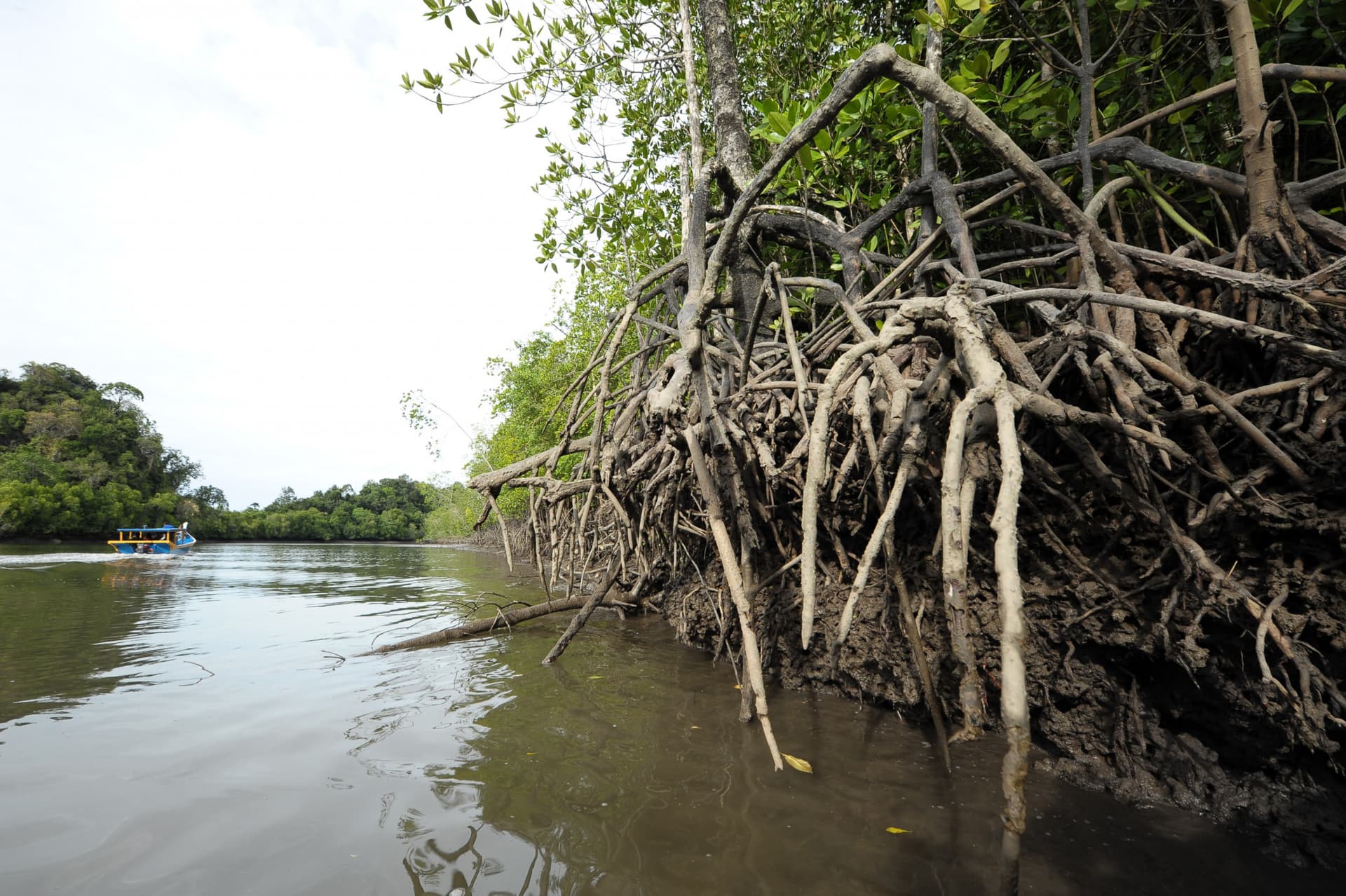 Langkawi Mangrove River Cruise and Snorkeling - სურათი 3