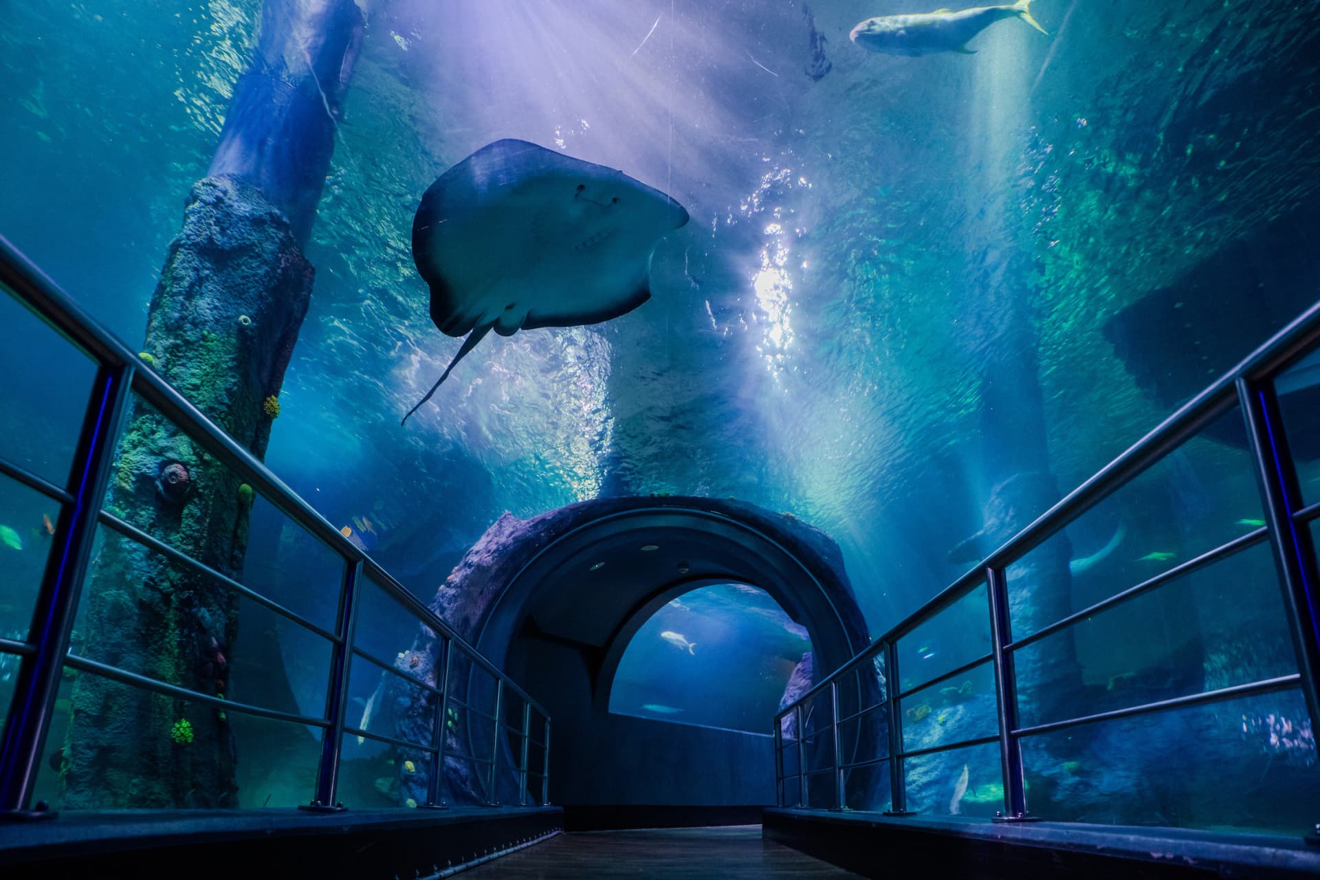SEA LIFE Melbourne Aquarium Direct Entry Ticket - სურათი 2