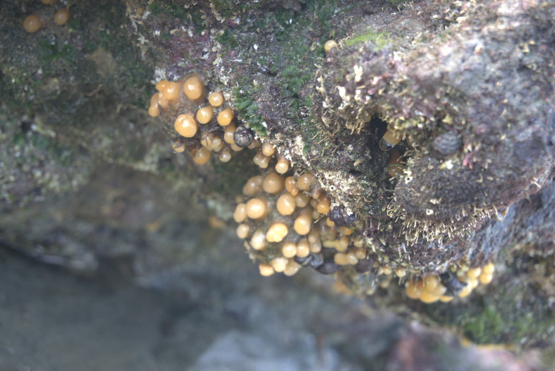Desaru Beach and Tide Pool Walk - სურათი 23