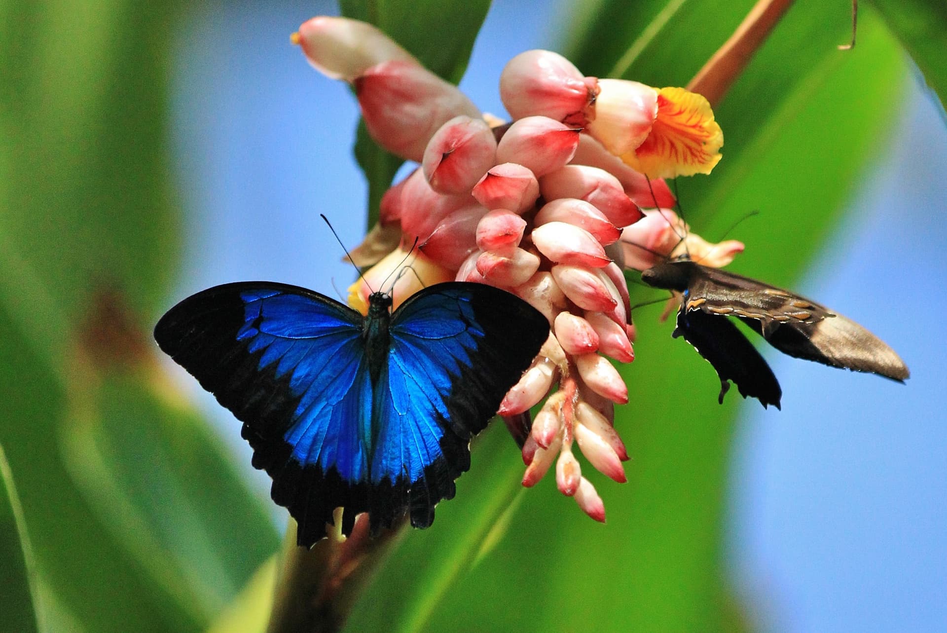 Australian Butterfly Sanctuary - სურათი 2