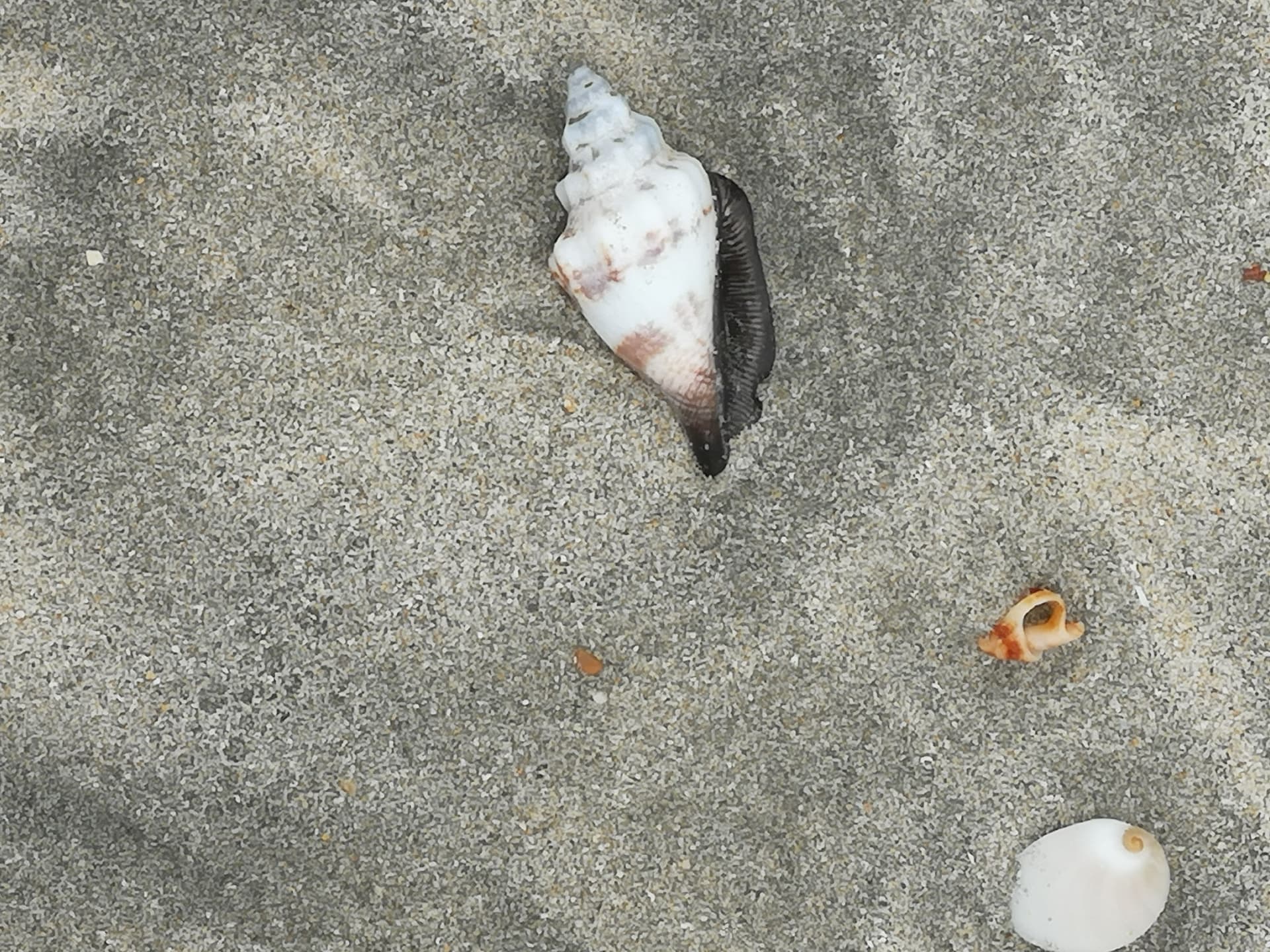Desaru Beach and Tide Pool Walk - სურათი 11