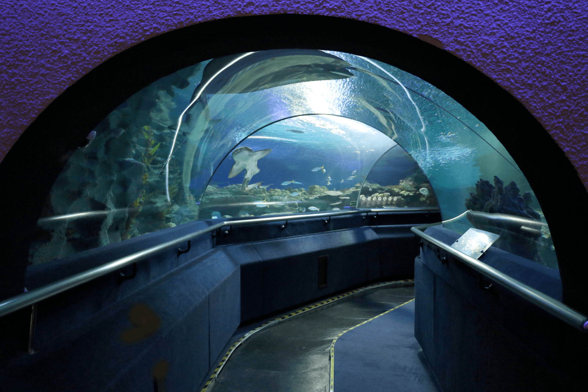 COMBO: KL Hop-on Hop-off Sightseeing Bus Tour + Aquaria KLCC Ticket - სურათი 4