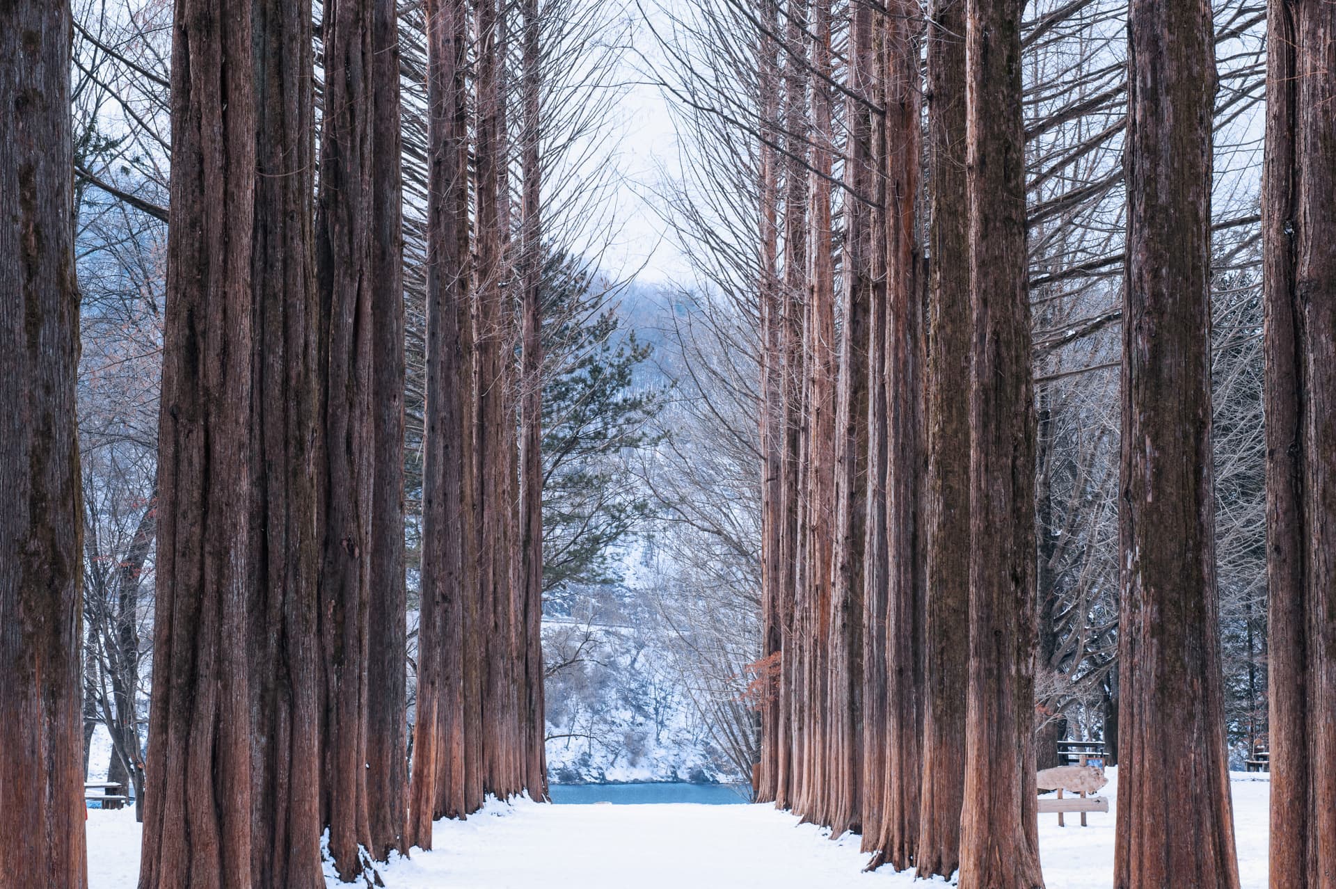 Elysian Gangchon Ski Resort and Nami Island Full-Day Tour from Seoul - სურათი 15