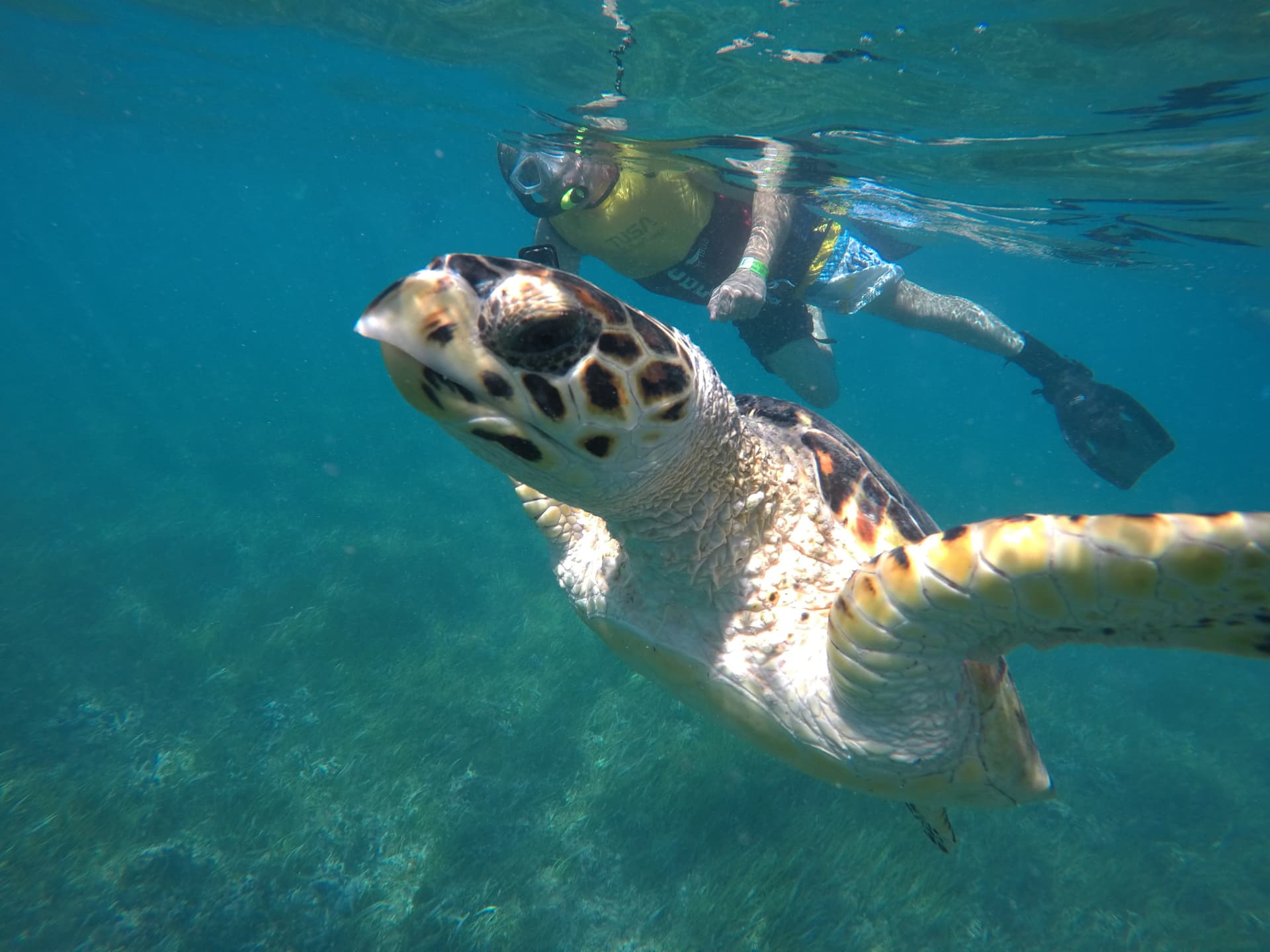 Go City Cancun All-Inclusive Pass: Save up to 50% on Attractions - სურათი 9