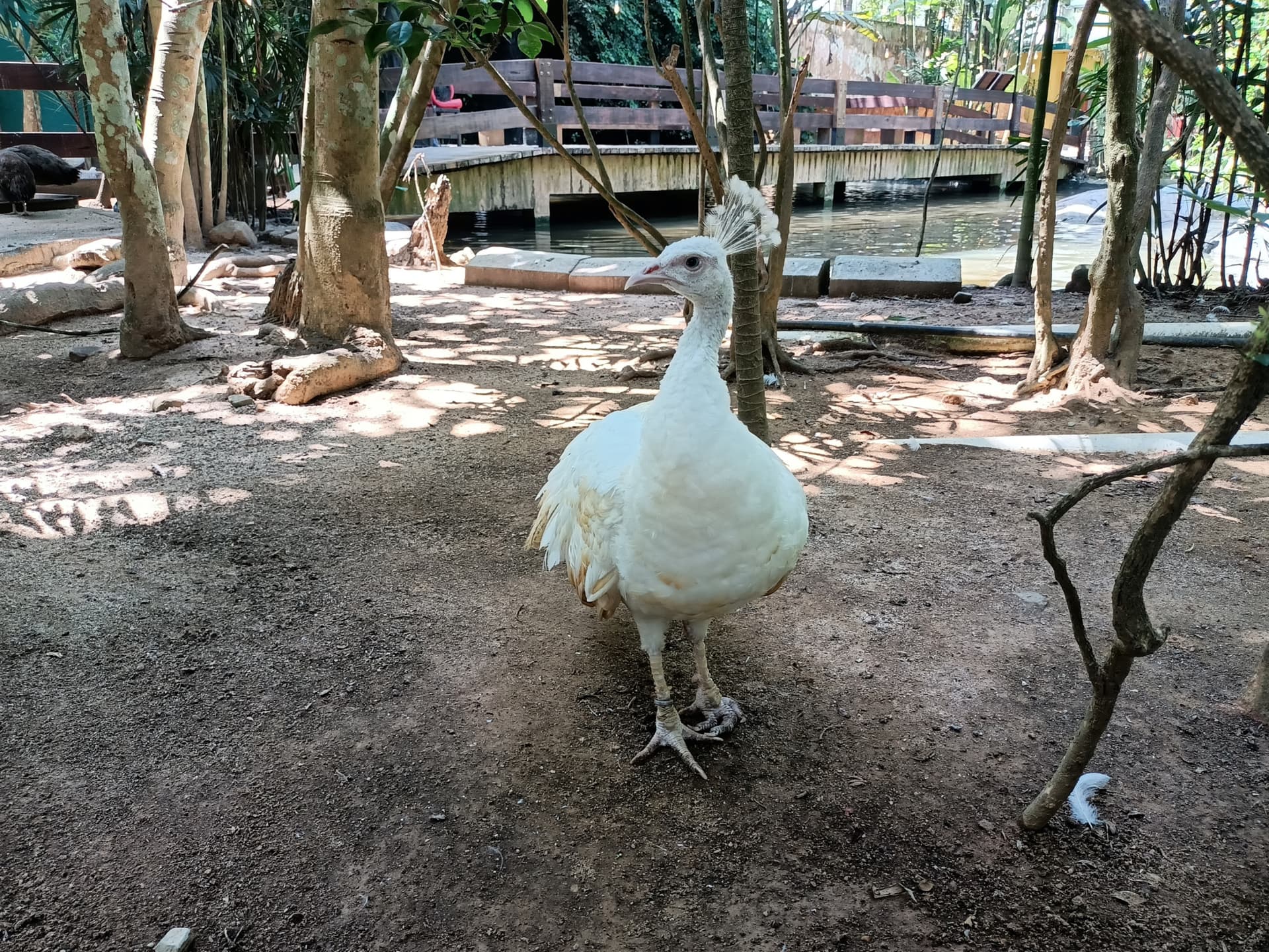 Langkawi Wildlife Park - სურათი 10