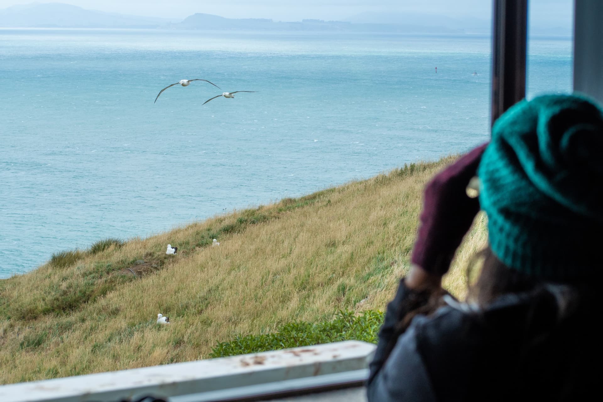 Albatross Classic Guided Tour - სურათი 2