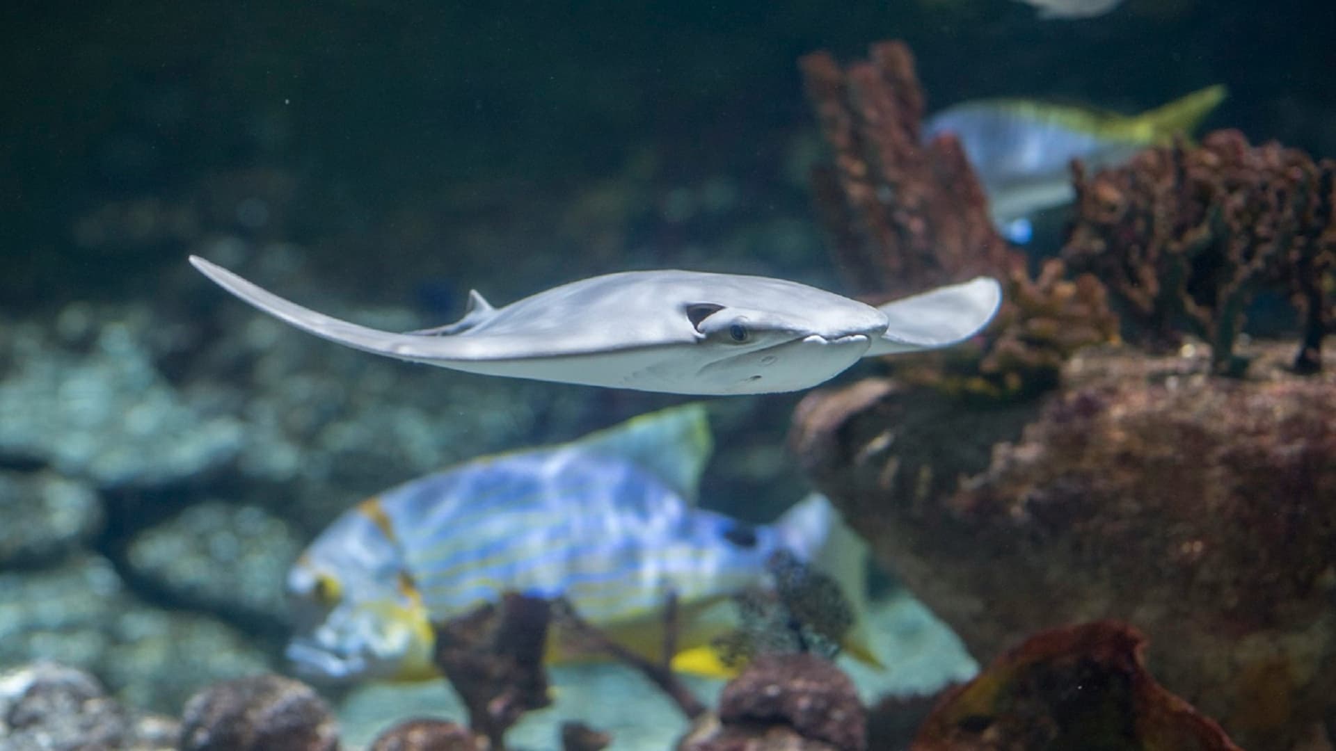 Seaquarium Le Grau-du-Roi Ticket - მთავარი სურათი