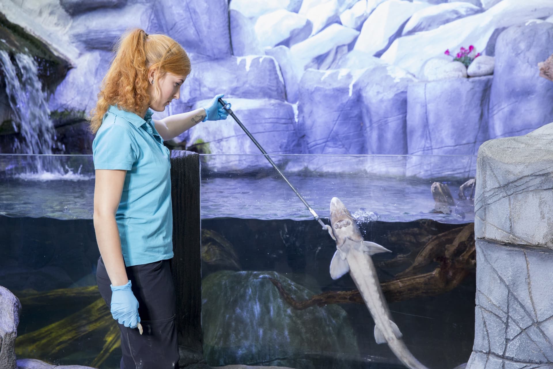 SEA LIFE Oberhausen Aquarium Ticket - სურათი 5
