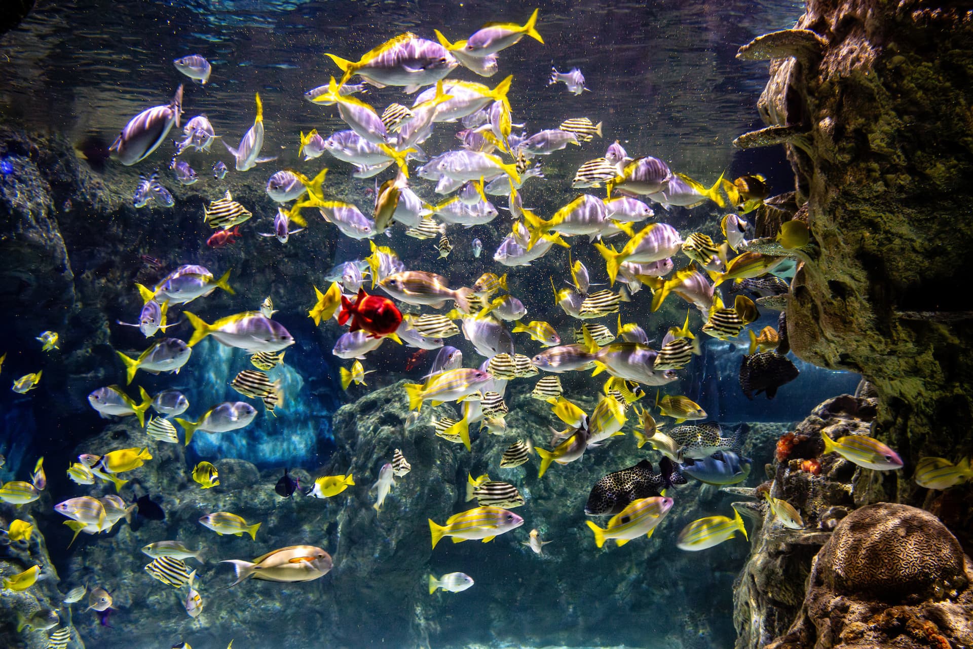 SEA LIFE Brighton Ticket - სურათი 8