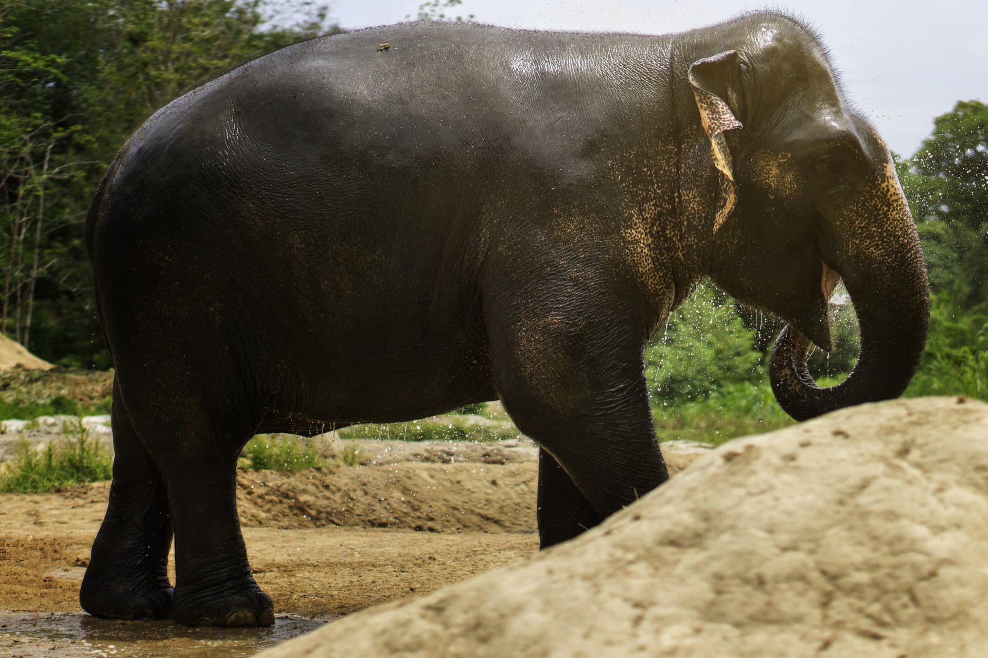 Elephant Jungle Sanctuary Pattaya - სურათი 6