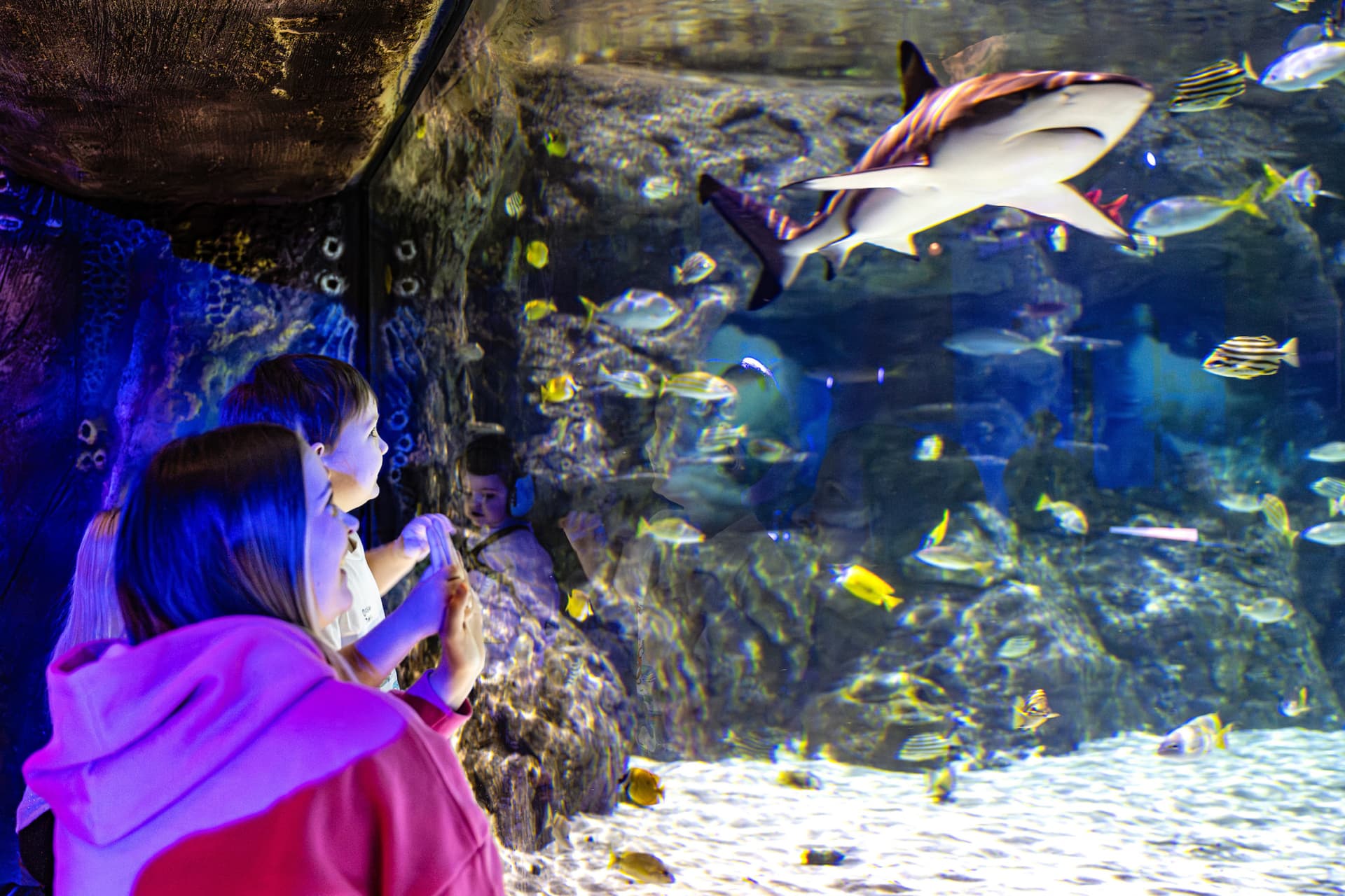 SEA LIFE Brighton Ticket - სურათი 9