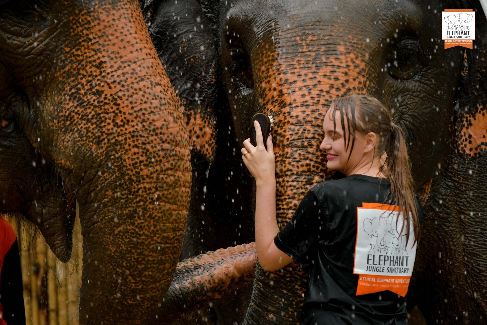 Elephant Jungle Sanctuary Phuket - სურათი 4