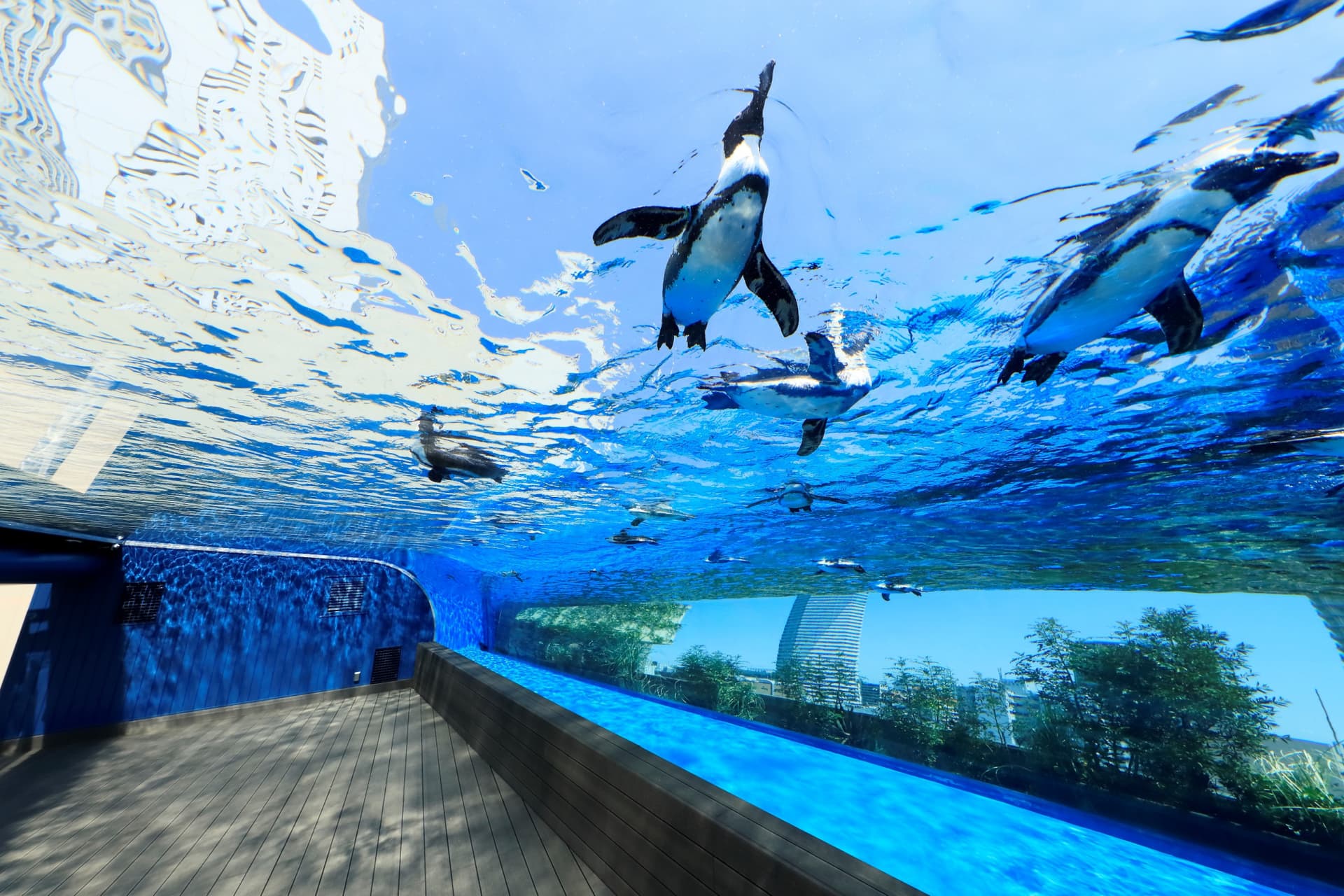 Tokyo Sunshine Aquarium - მთავარი სურათი