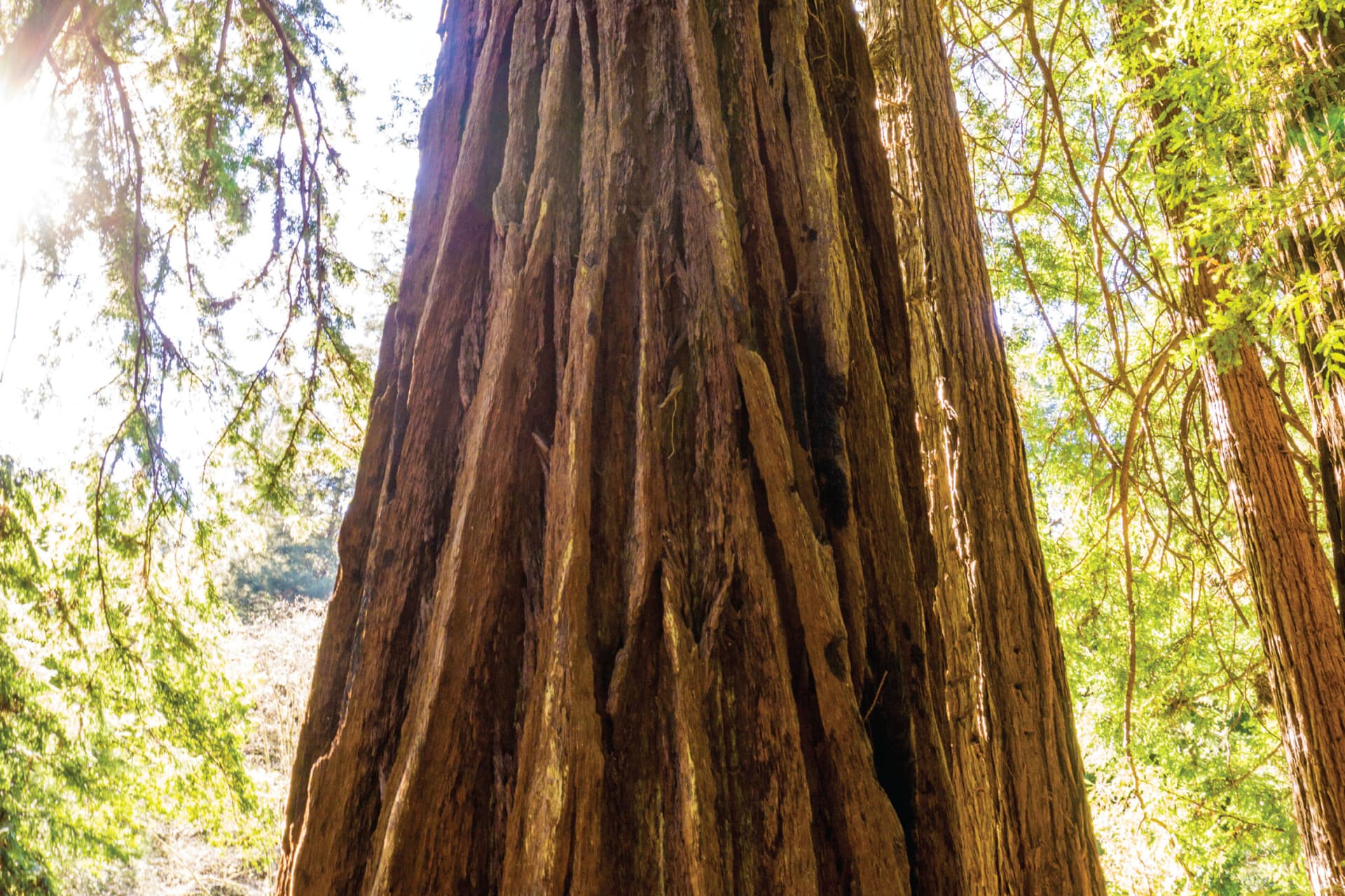 Muir Woods & Sausalito Half-Day Tour - სურათი 6
