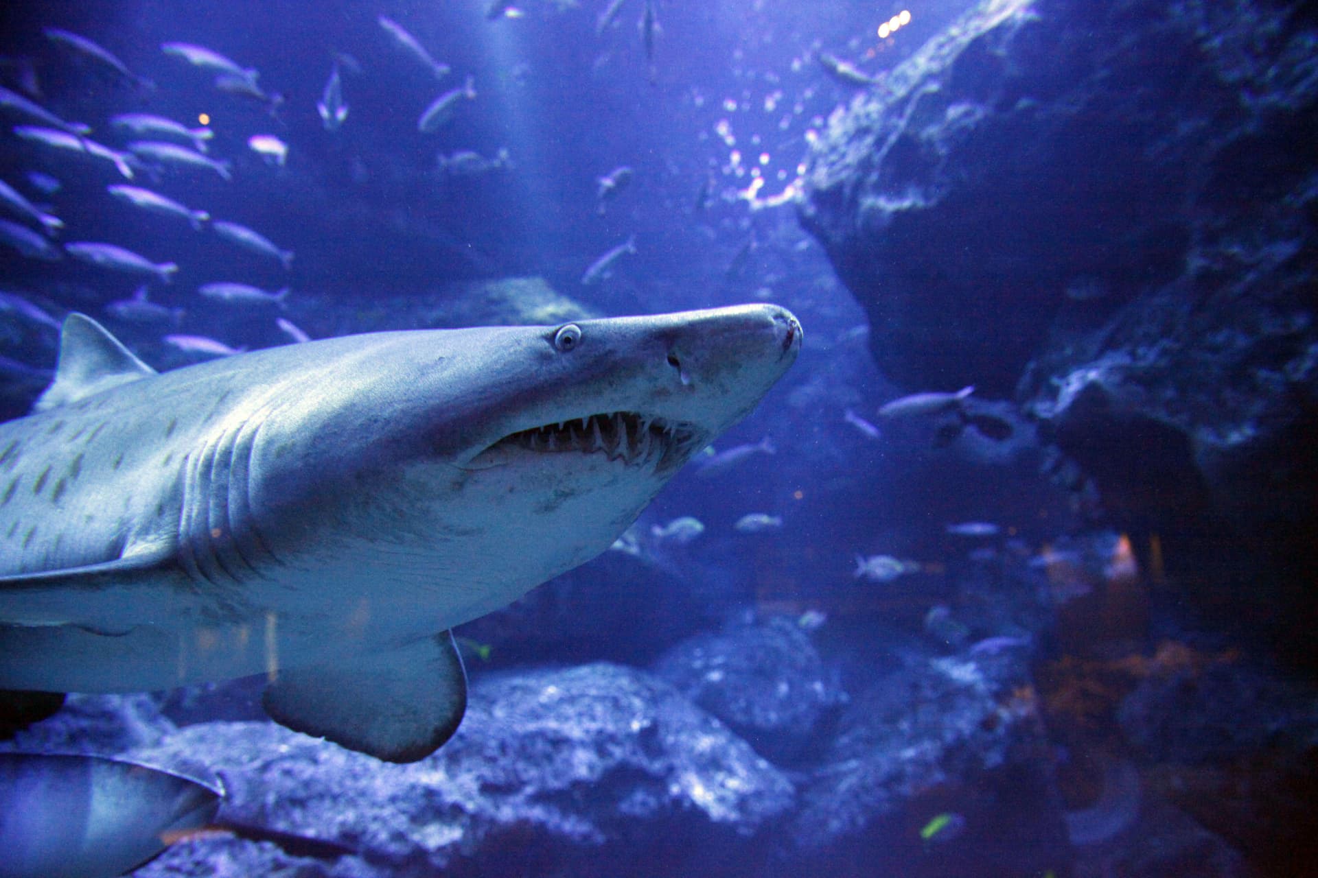 COMBO: Tokyo Skytree + Sumida Aquarium - სურათი 2