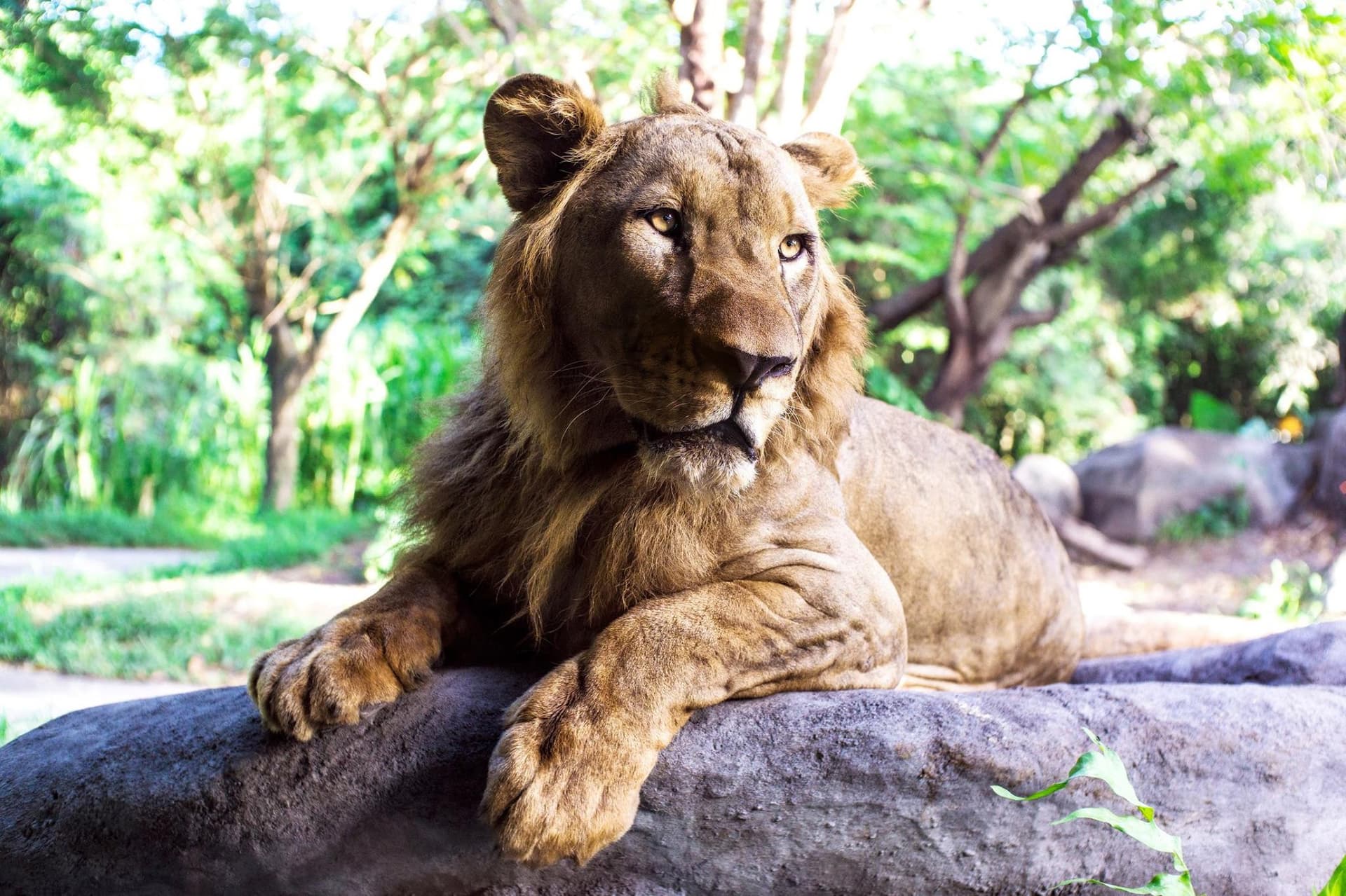 Bali Safari Park Ticket - სურათი 4