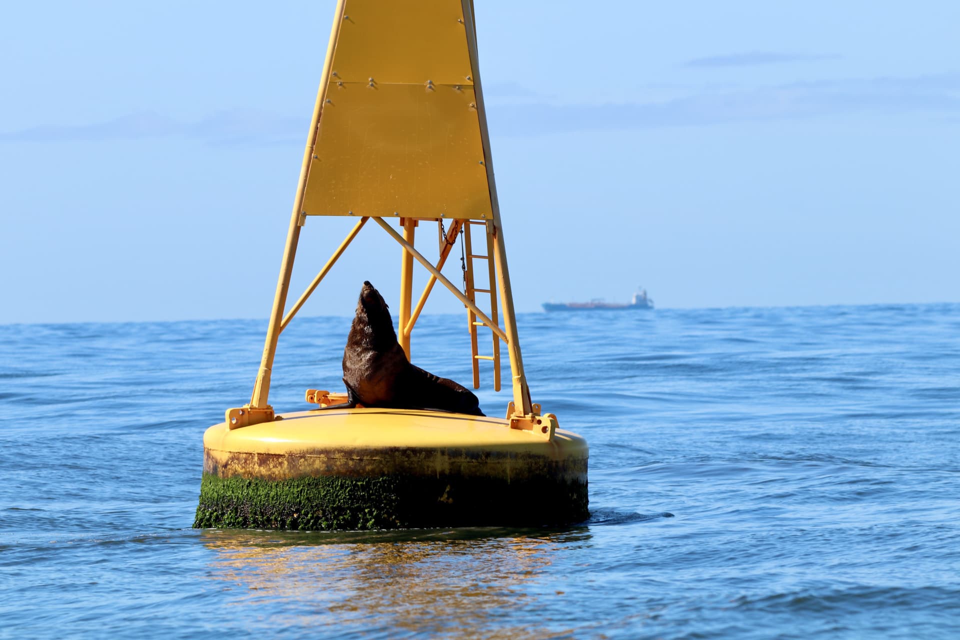 Newcastle Whale Watching Cruise aboard CoastXP - სურათი 8