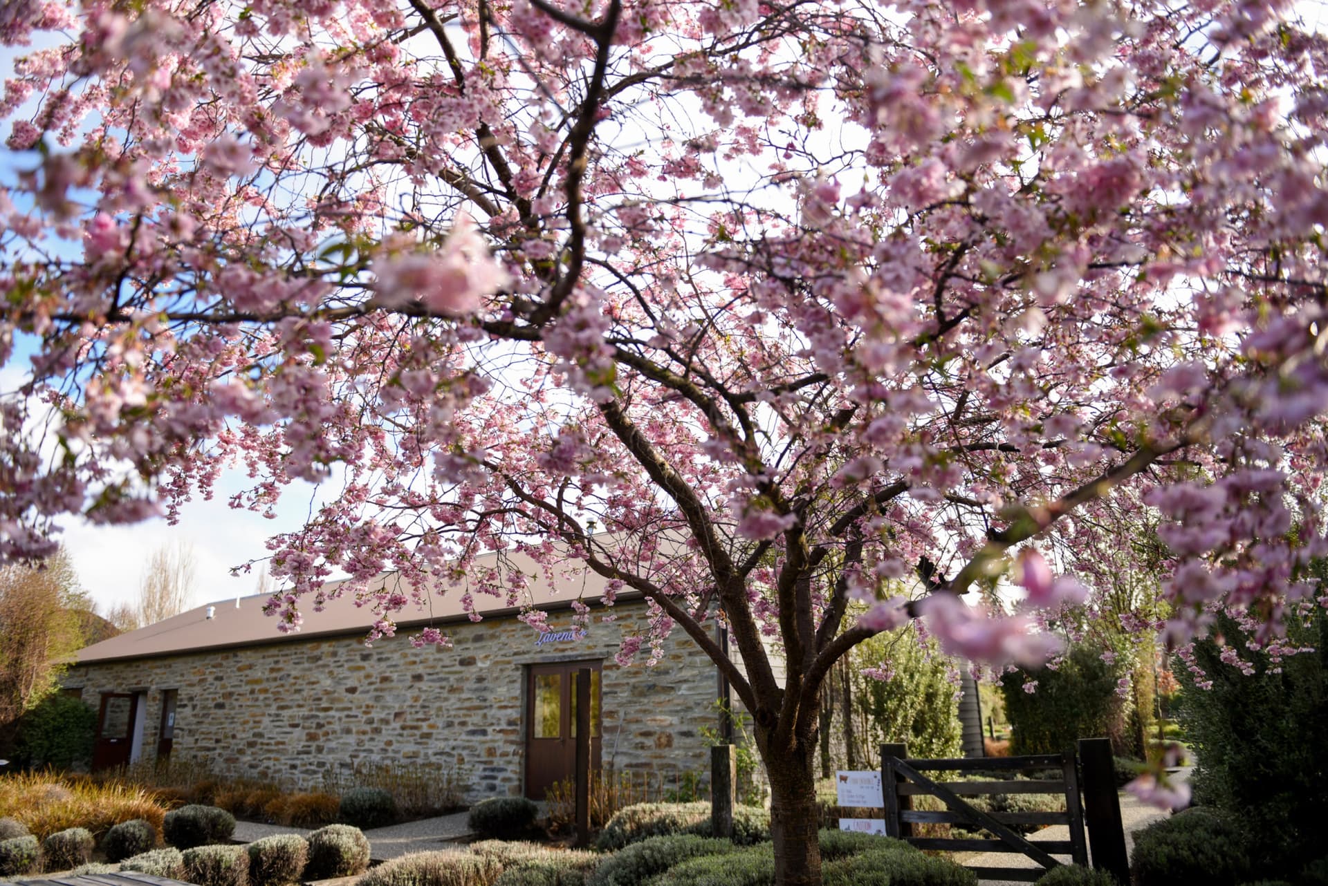 Wanaka Lavender Farm Ticket - სურათი 9