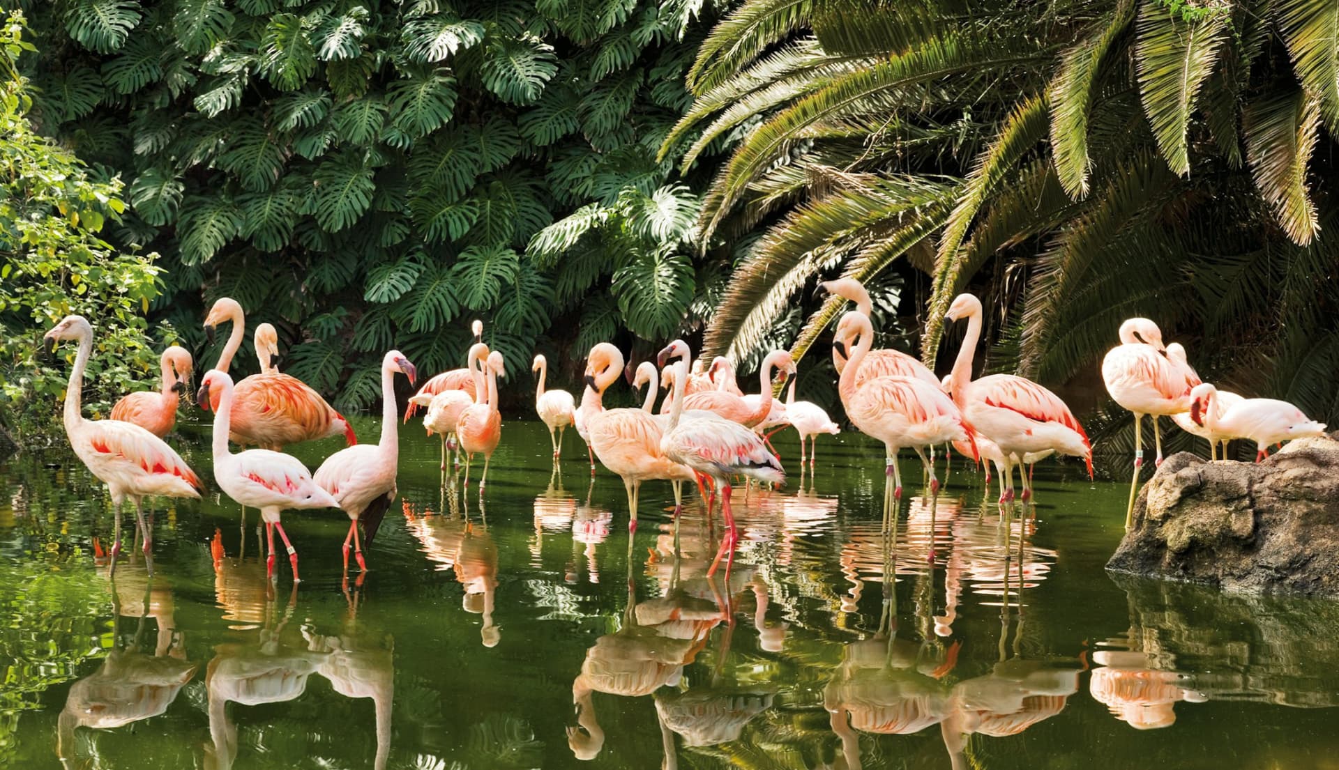 Loro Parque Ticket - სურათი 9