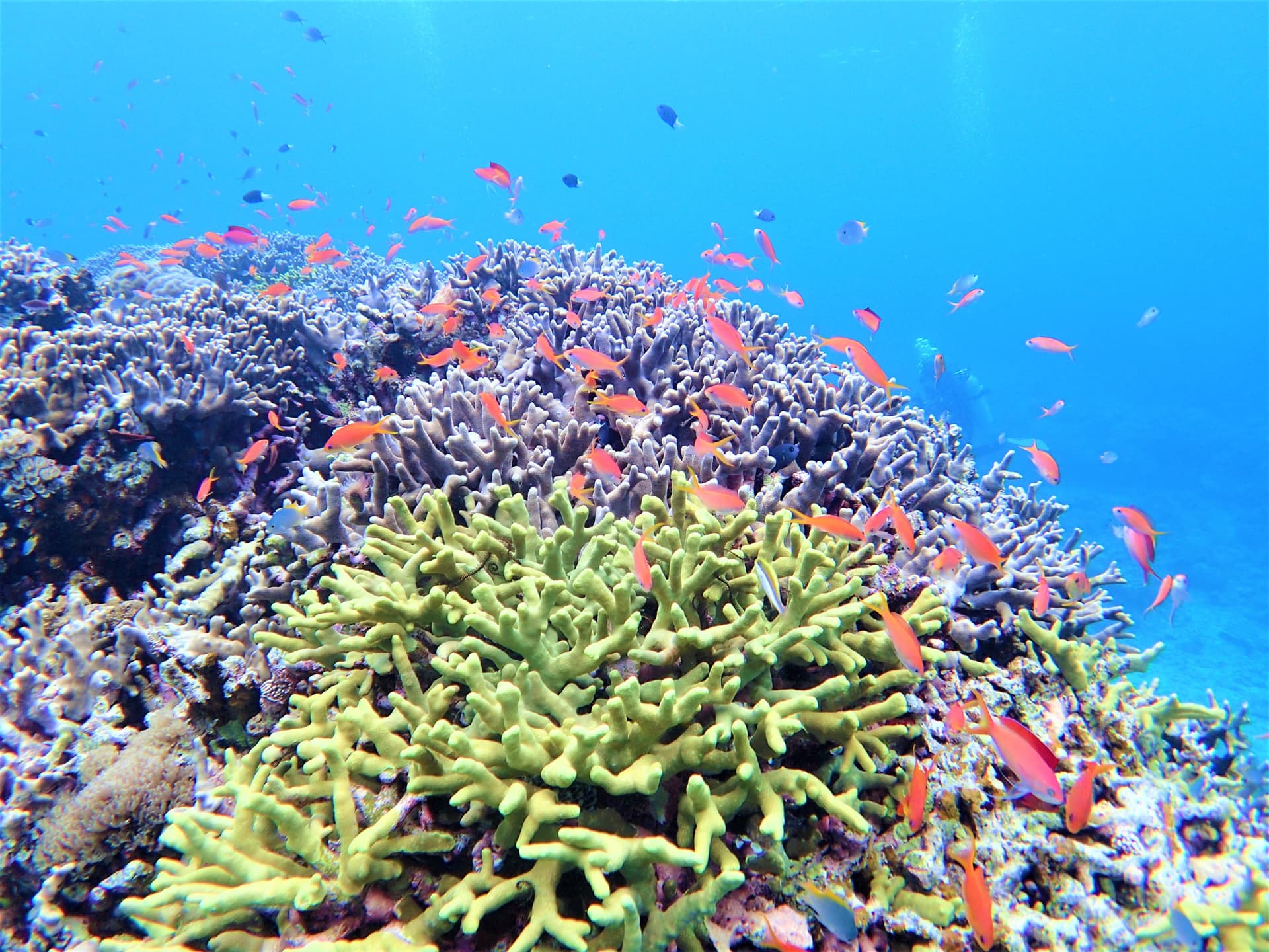 Half-Day Morning Snorkeling Tour with Phantom Island Visit - სურათი 6
