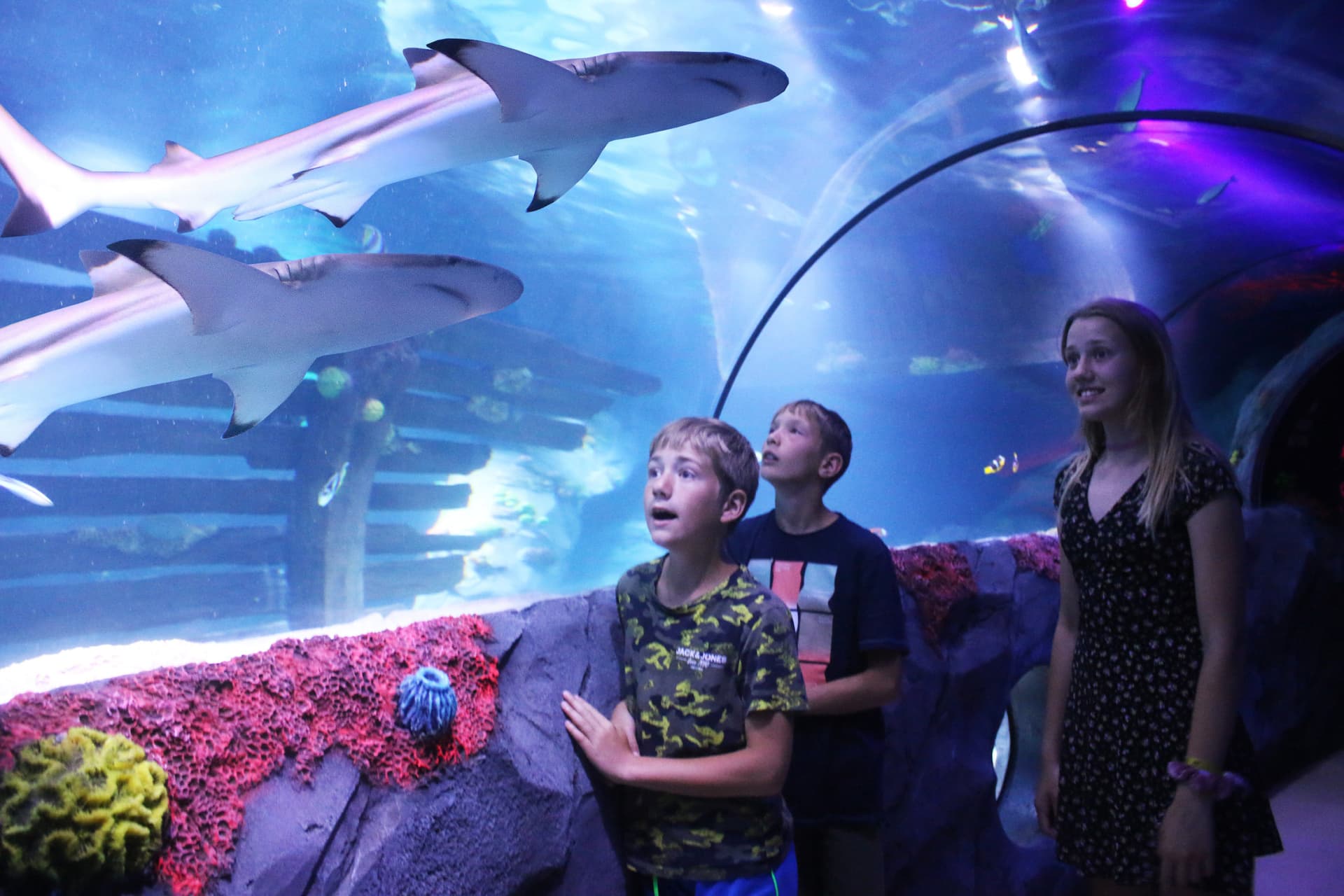SEA LIFE Konstanz Aquarium Ticket - სურათი 2