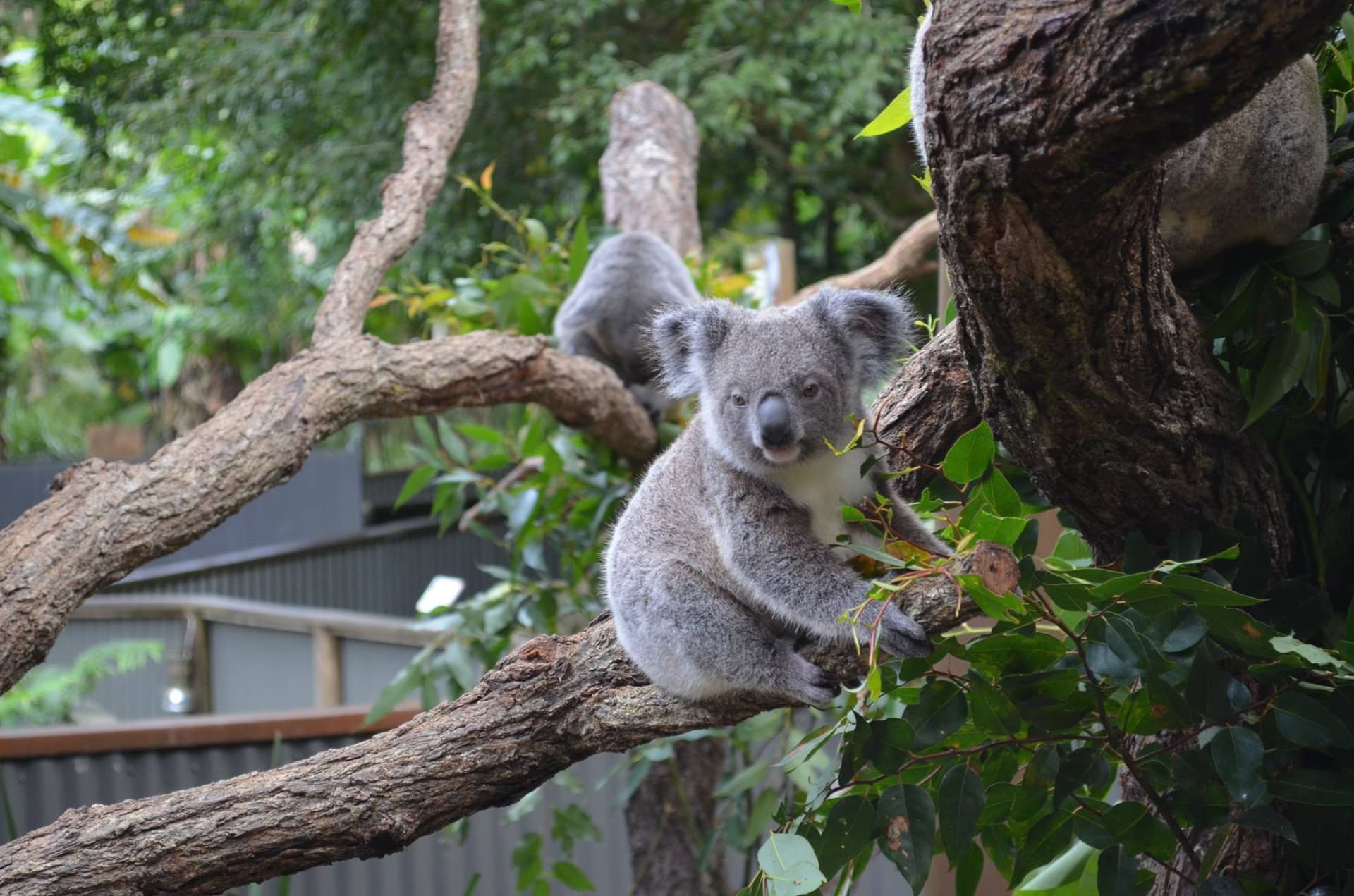 Kuranda Koala Gardens - სურათი 3