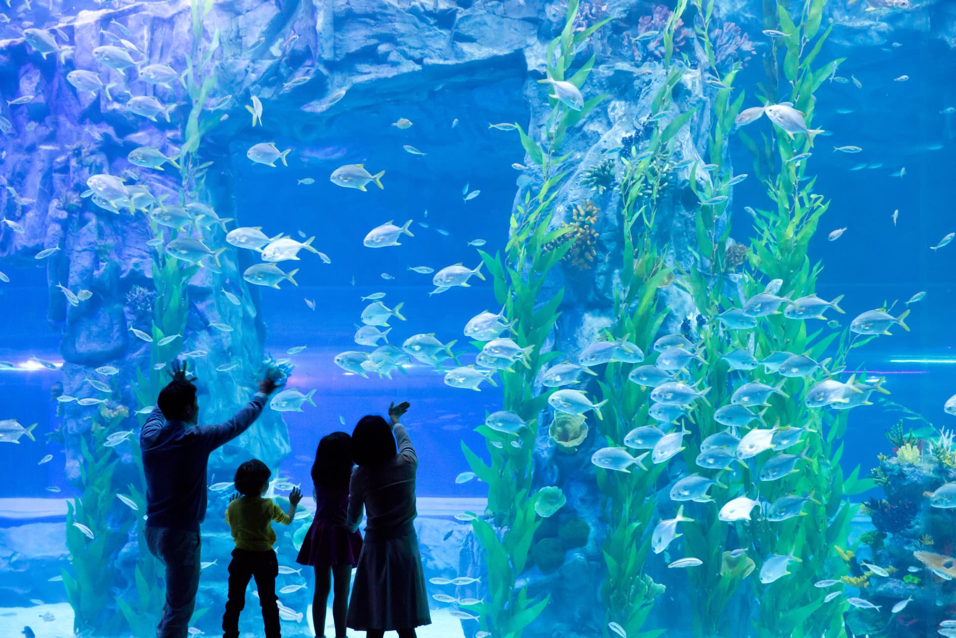 COMBO: Lotte World Adventure Seoul + Lotte World Aquarium + Seoul Sky Observatory Tickets - სურათი 10