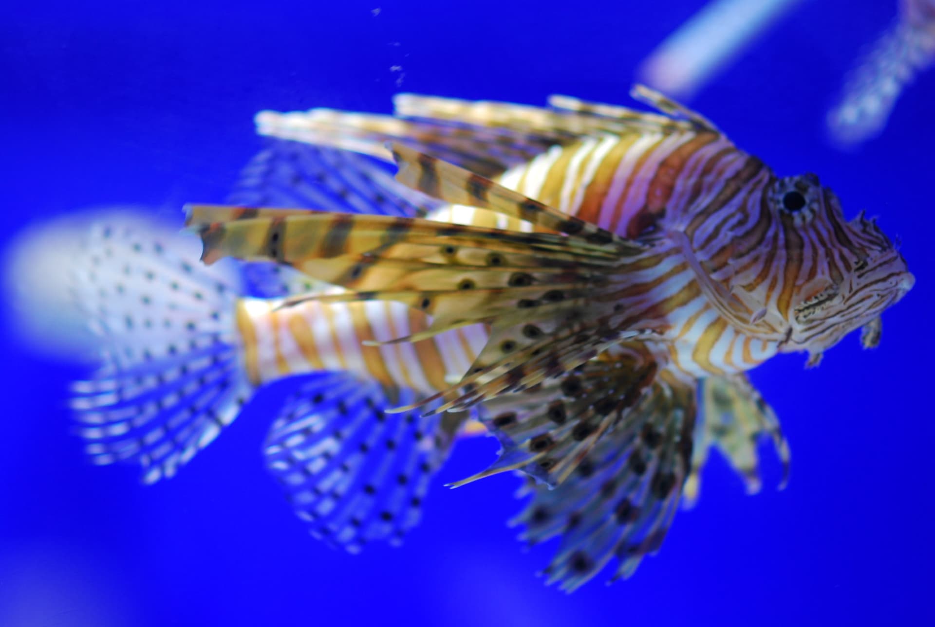 SEA LIFE COEX, Seoul Aquarium Ticket - სურათი 13